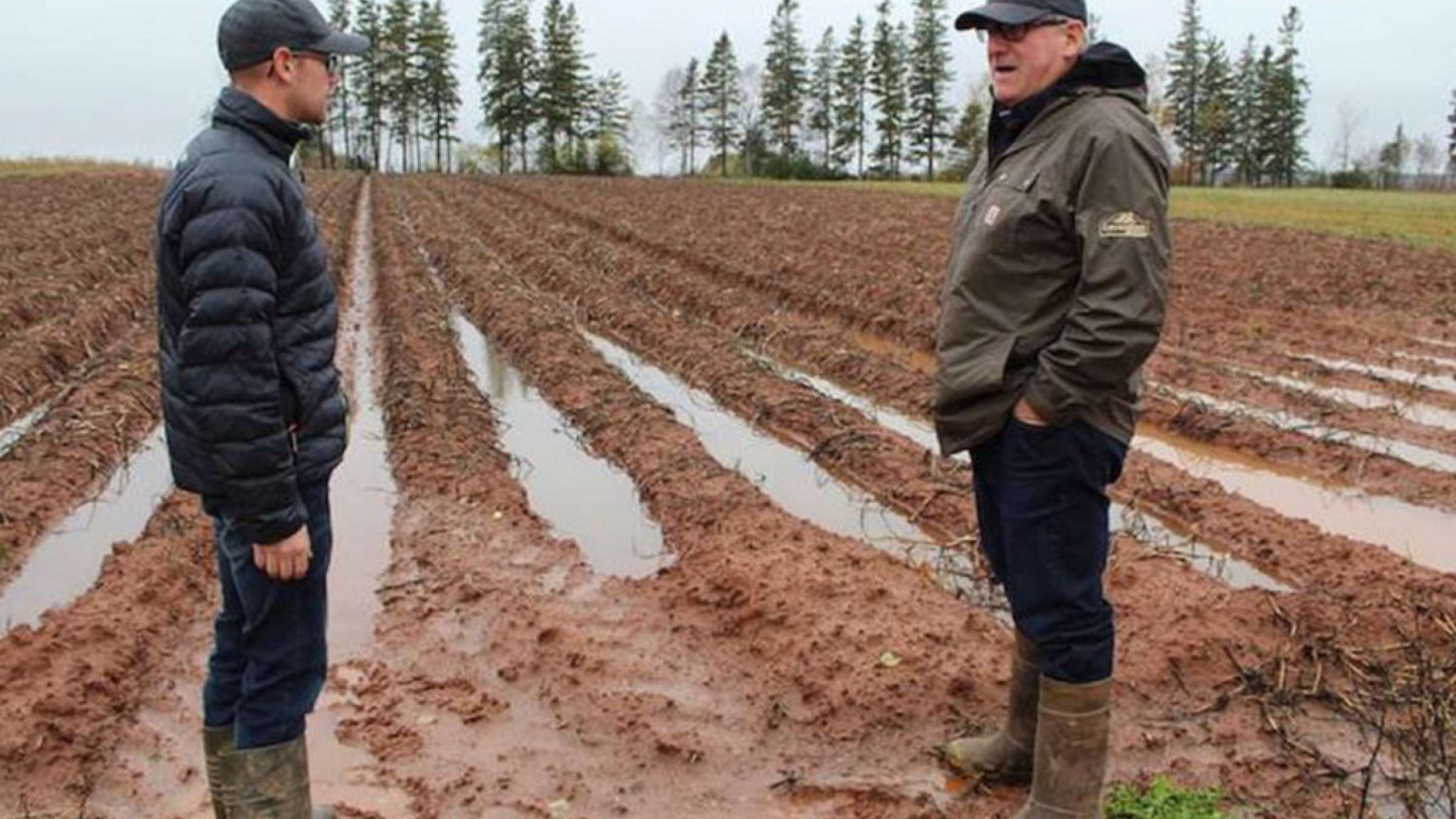 news-Canada-kaharbi-sibzamini