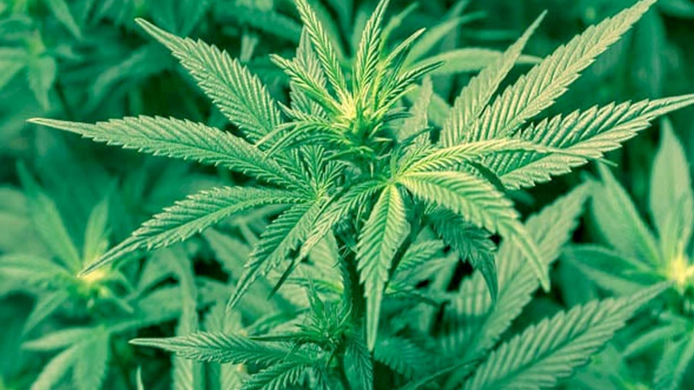 news-canada-pot news-canada-pot