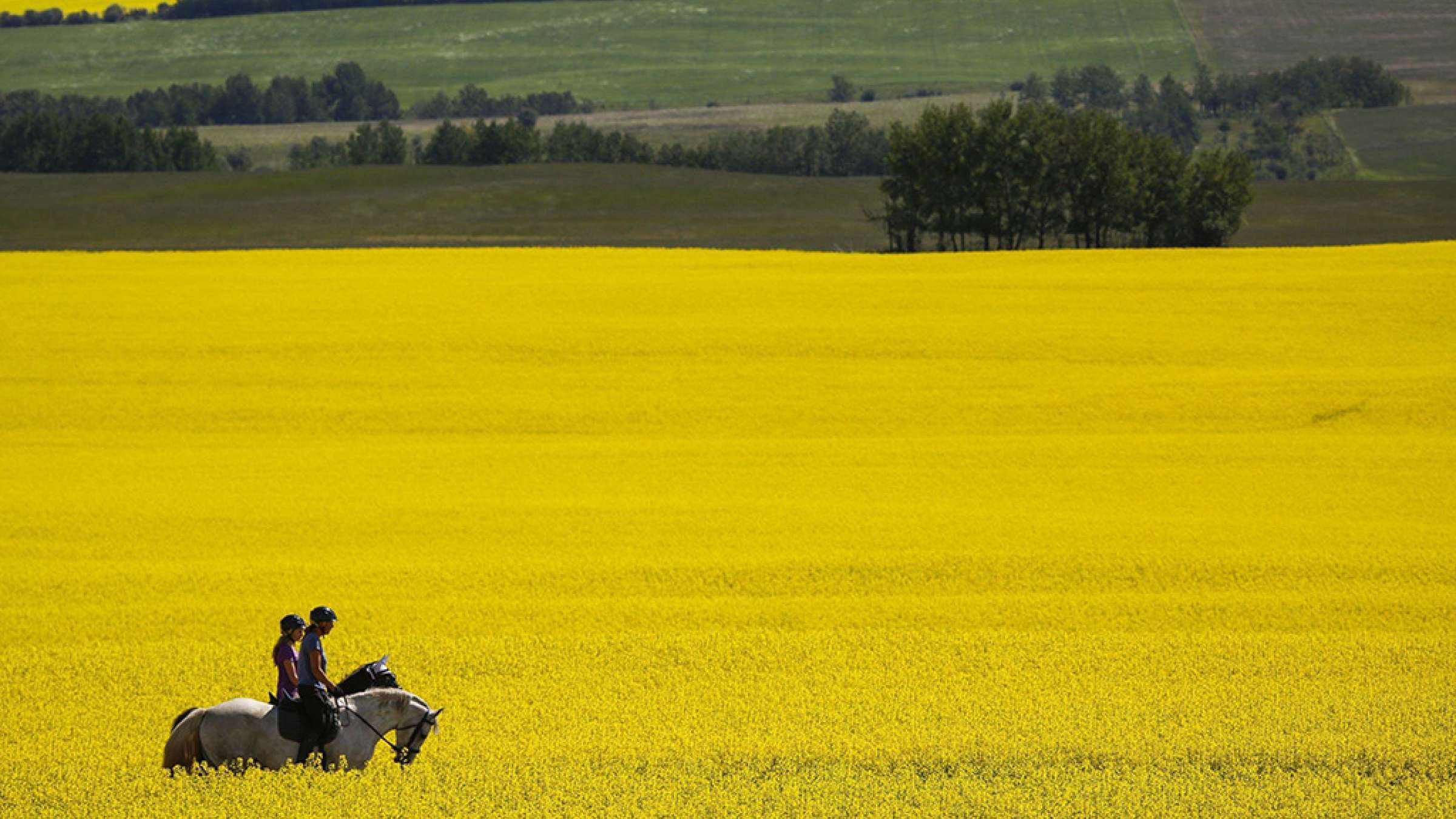 news-chin-canola-canada news-chin-canola-canada