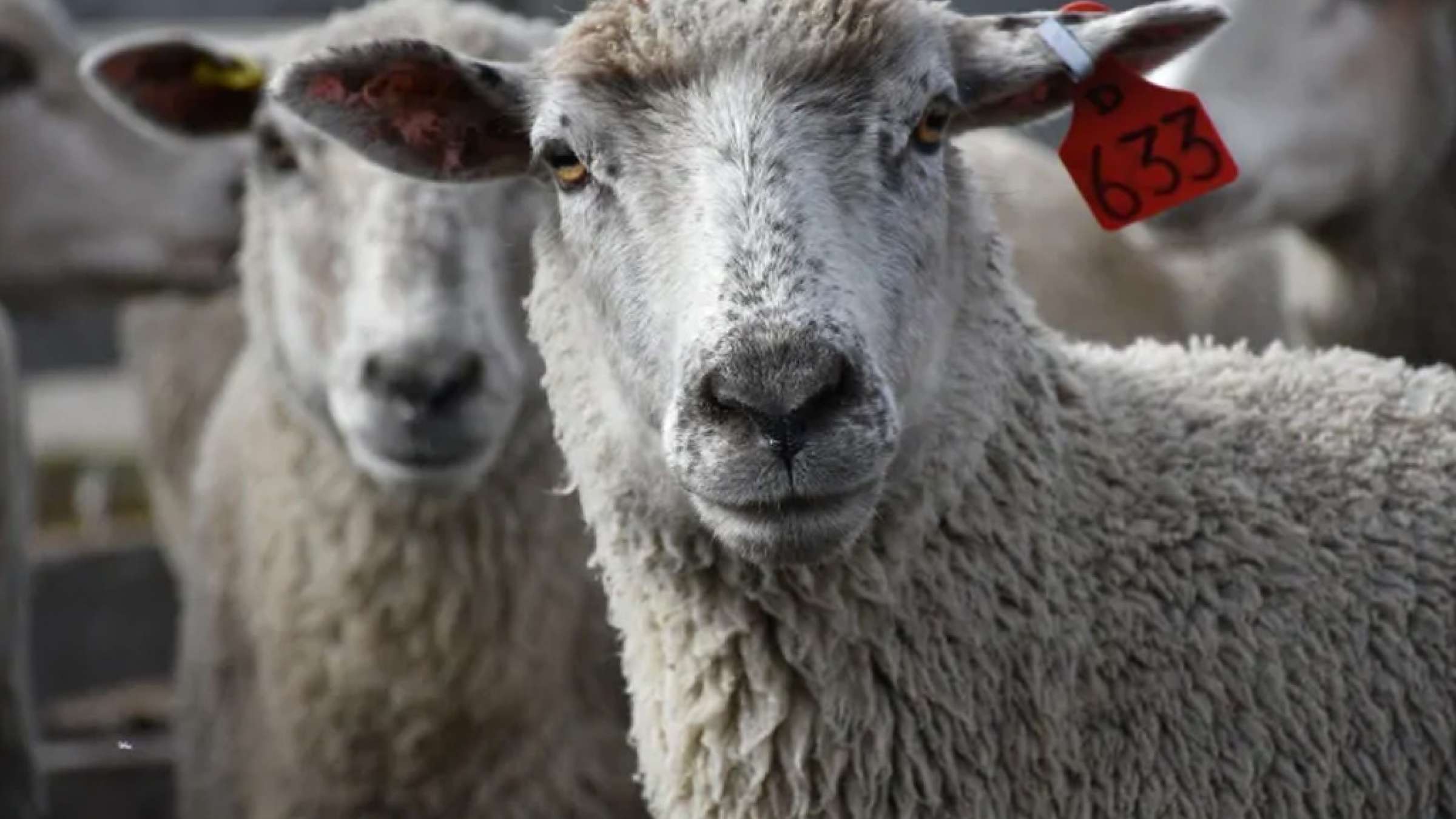 news-daroo-baraye-heivan