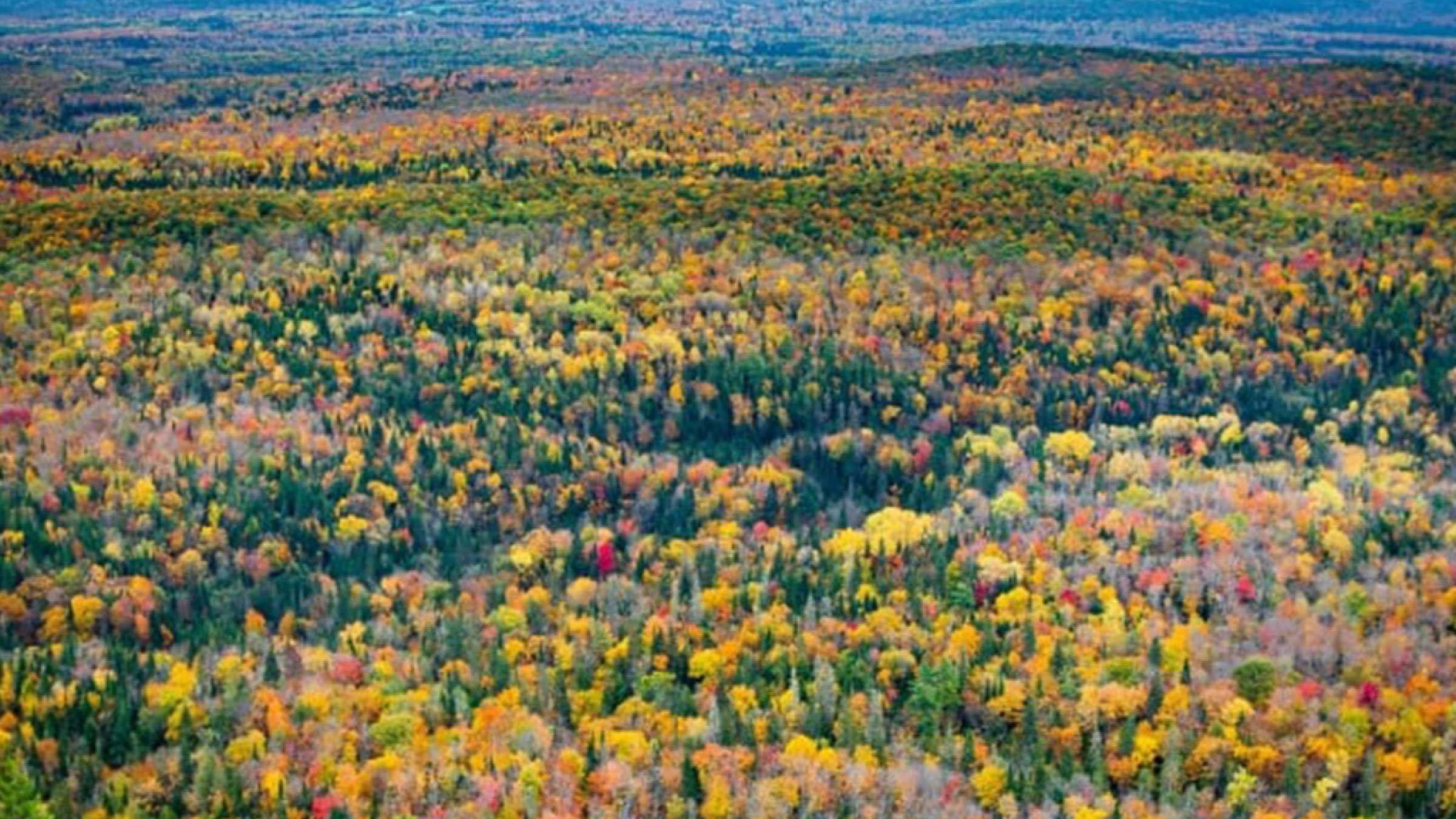 news-ford-cancel-forest news-ford-cancel-forest