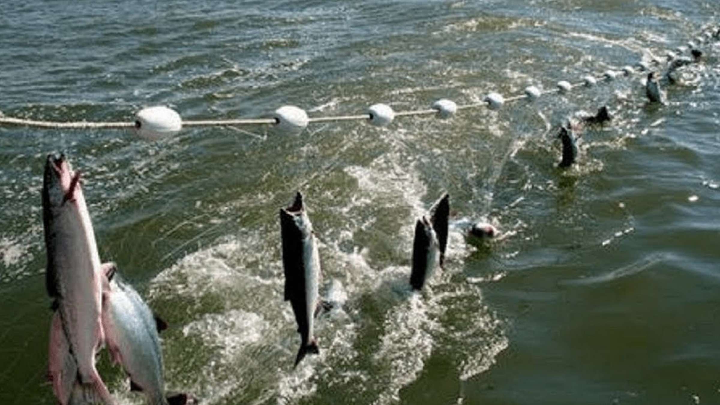 news-mahi-sefid-canada