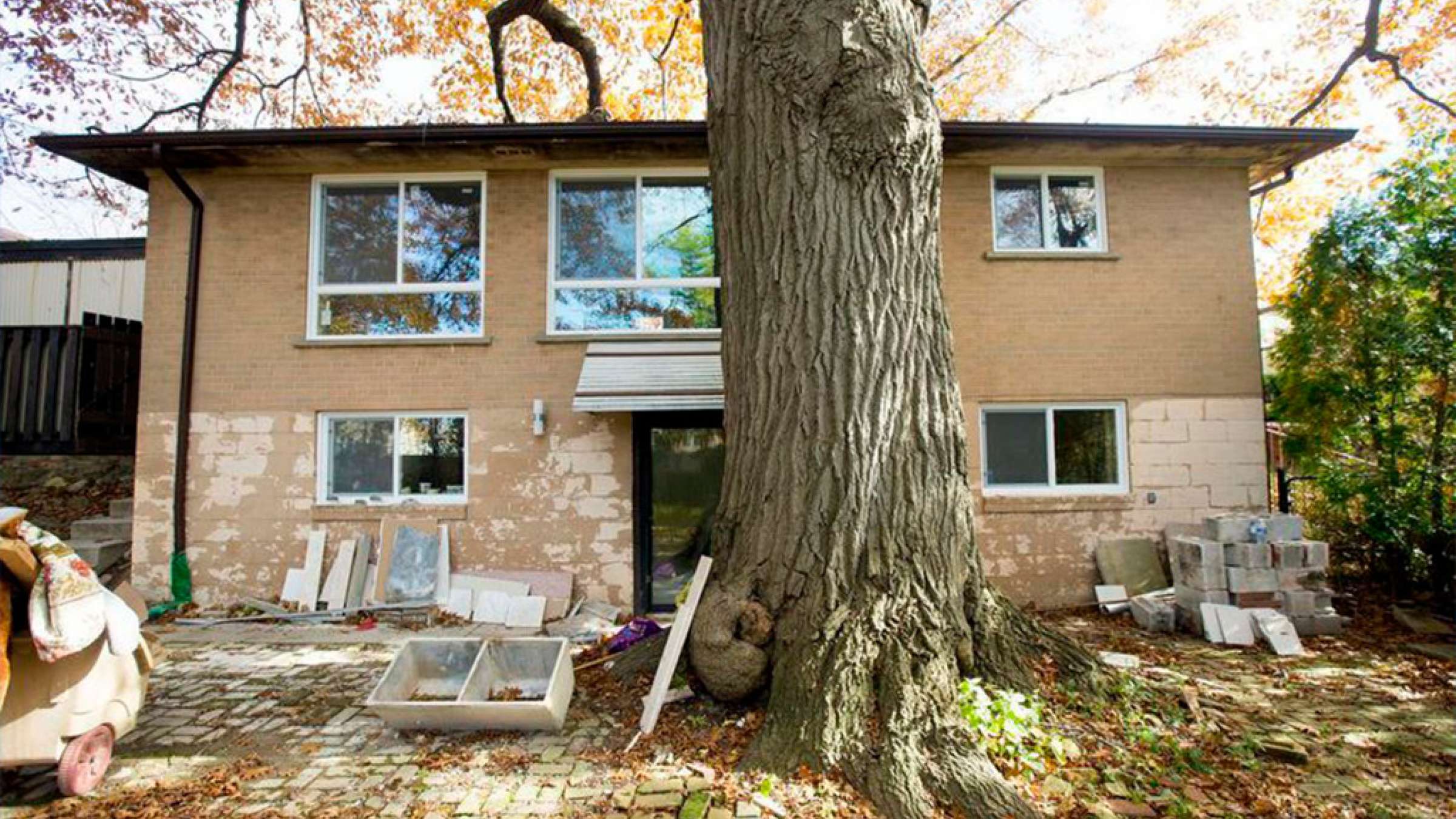 news-old-tree-toronto