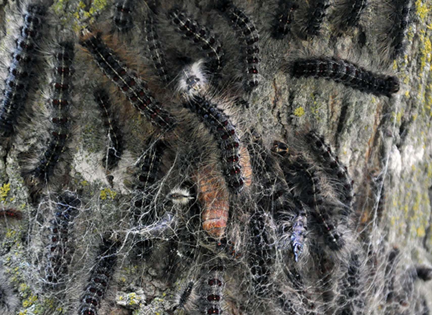 اخبار-تورنتو-حمله-کاترپیلارهای-خزنده-پشمالو-به-اطراف-تورنتو