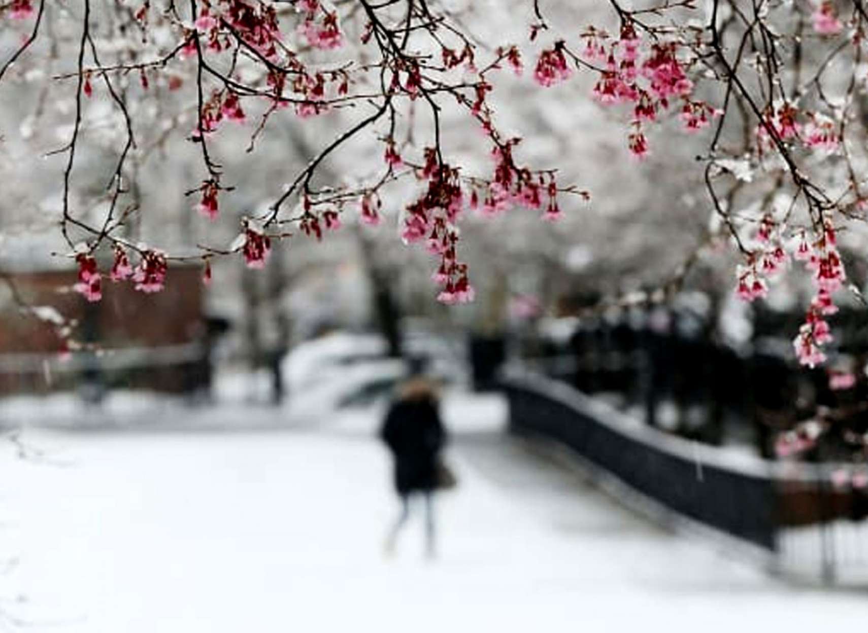 اخبار-تورنتو-سرمای-زیر-صفر-و-برف-آخر-همین-هفته-در-انتاریو-و-کبک