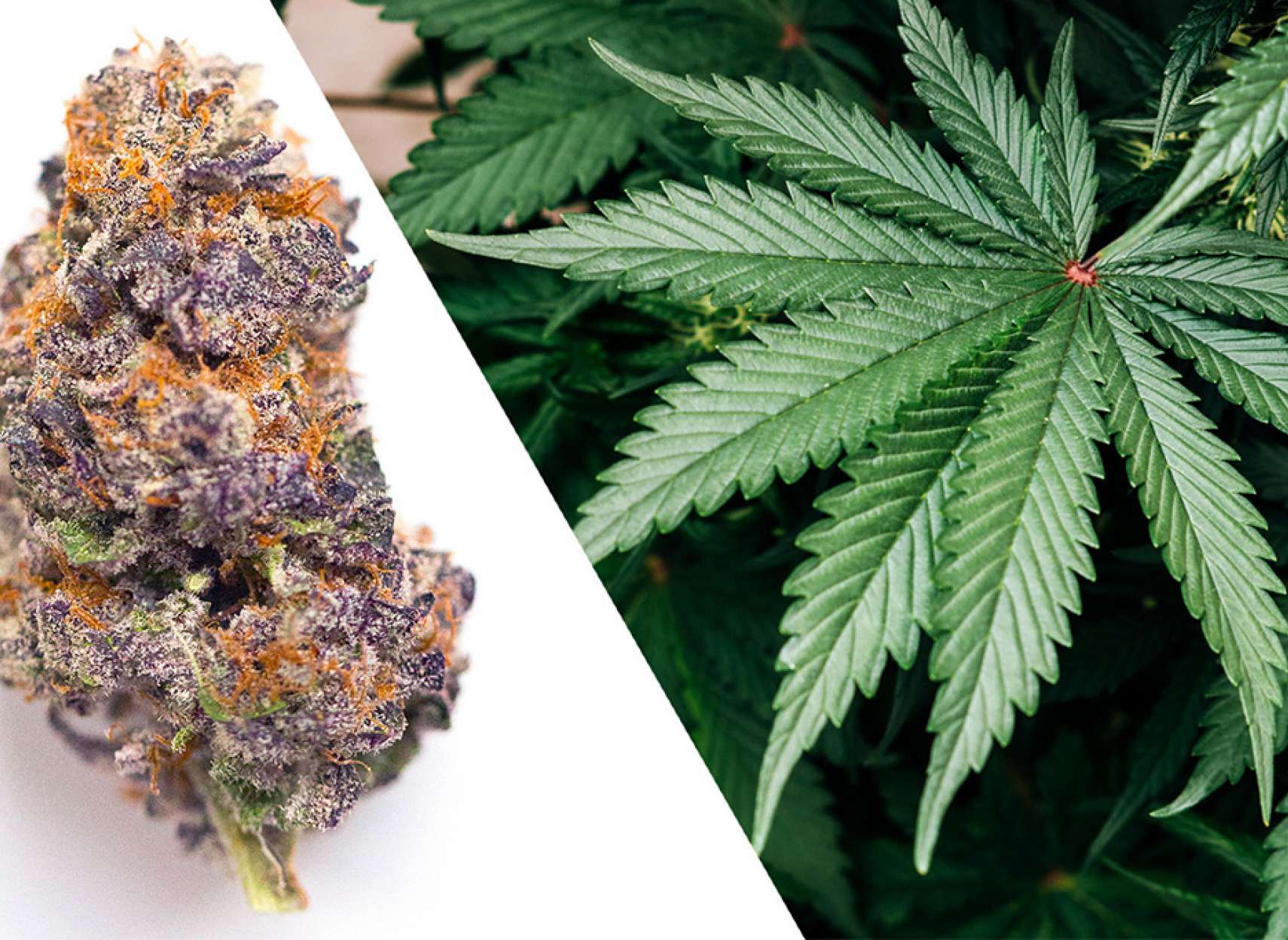 اخبار-تورنتو-ضرر-42-میلیون-دلاری-انتاریو-در-فروش-ماری‌جوآنا