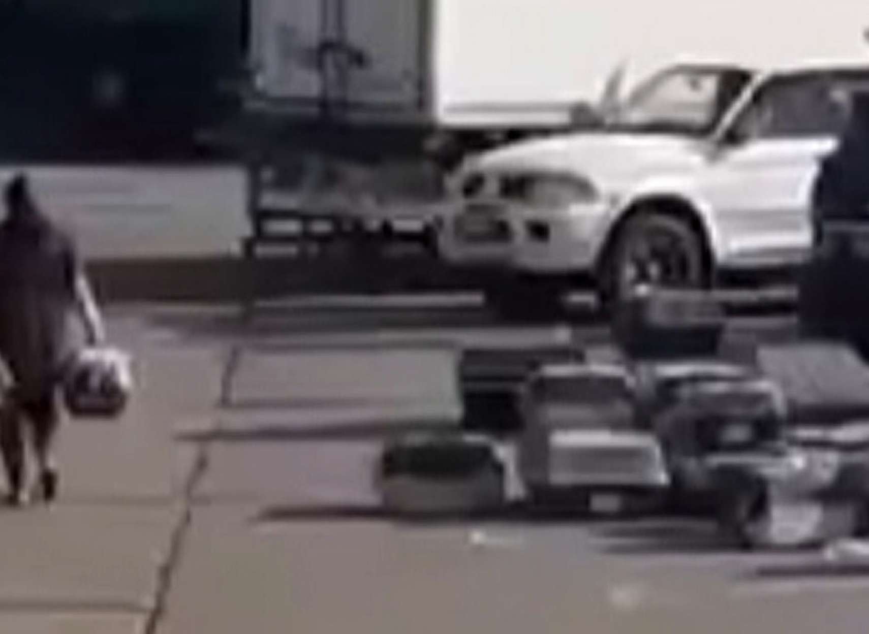 اخبار-تورنتو-مرگ-ده-ها-سگی-که-از-اوکراین-وارد-تورنتو-کانادا-شدند-آغاز-تحقیقات-رسمی