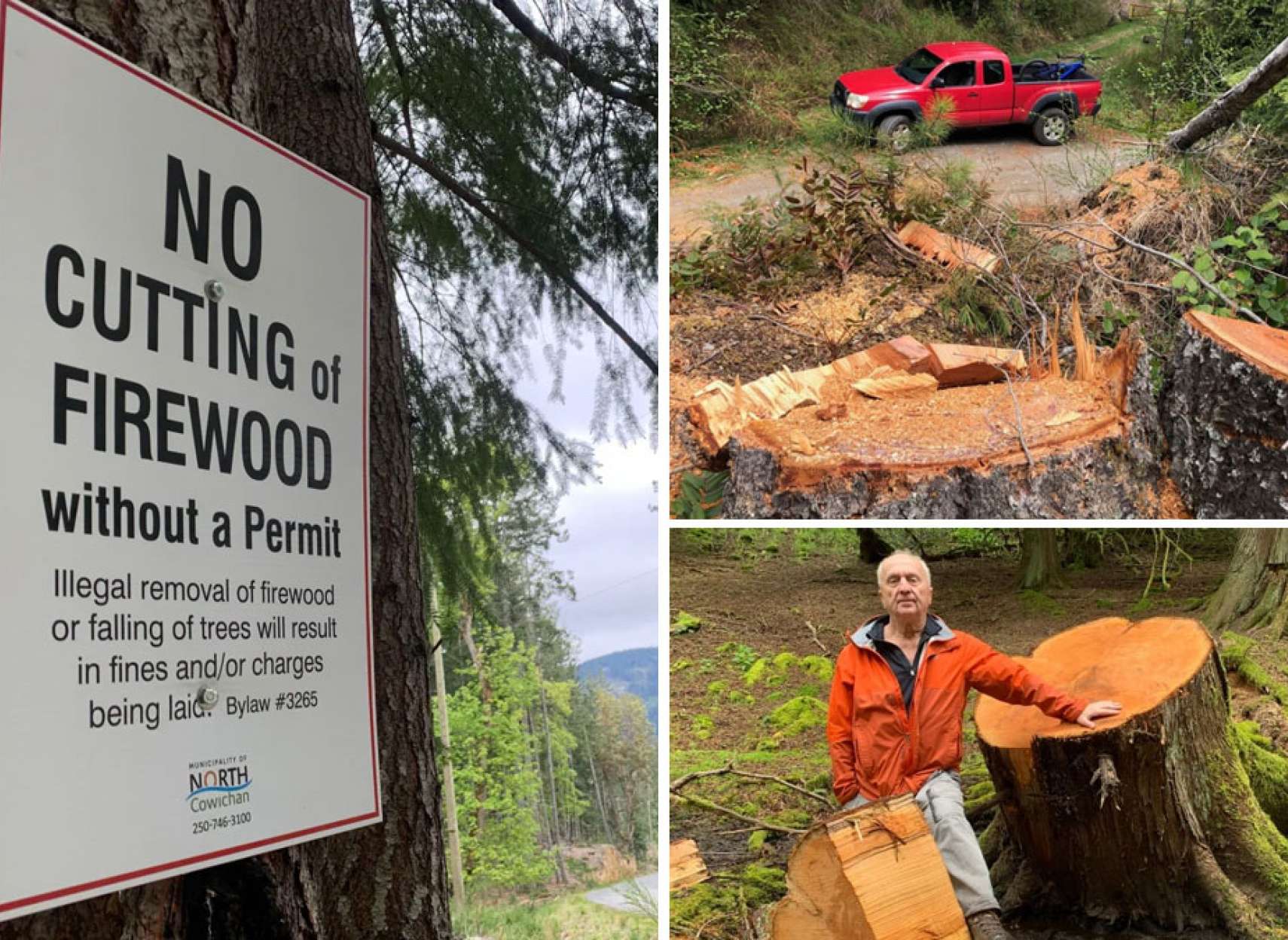 اخبار-محیط-زیست-آغاز-درخت-خواری-و-جنگل-دزدی-در-بریتیش-کلمبیا