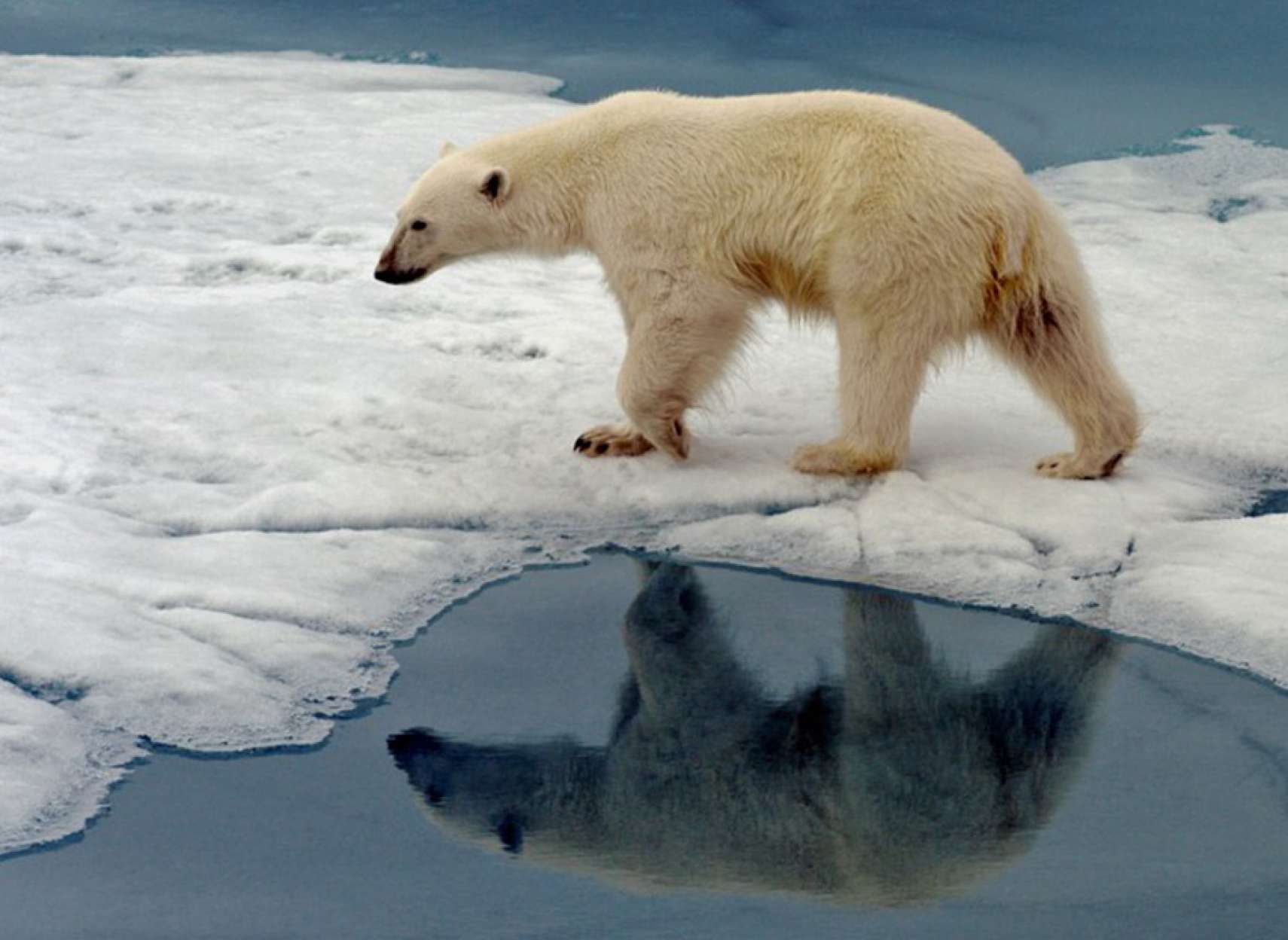 اخبار-کانادا-این-قرن-قطب-شمال-بدون-یخ-خواهد-بود