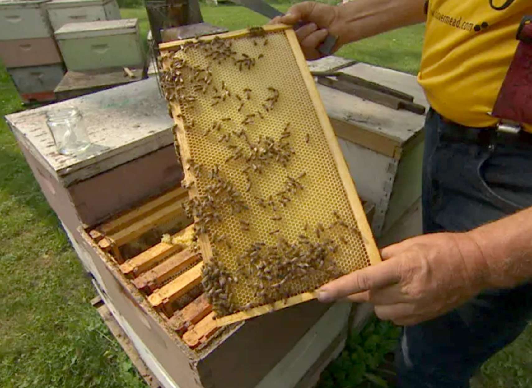 اخبار-کانادا-بازار-گرم-عسل-قلابی-بجای-عسل-خالص-در-کانادا