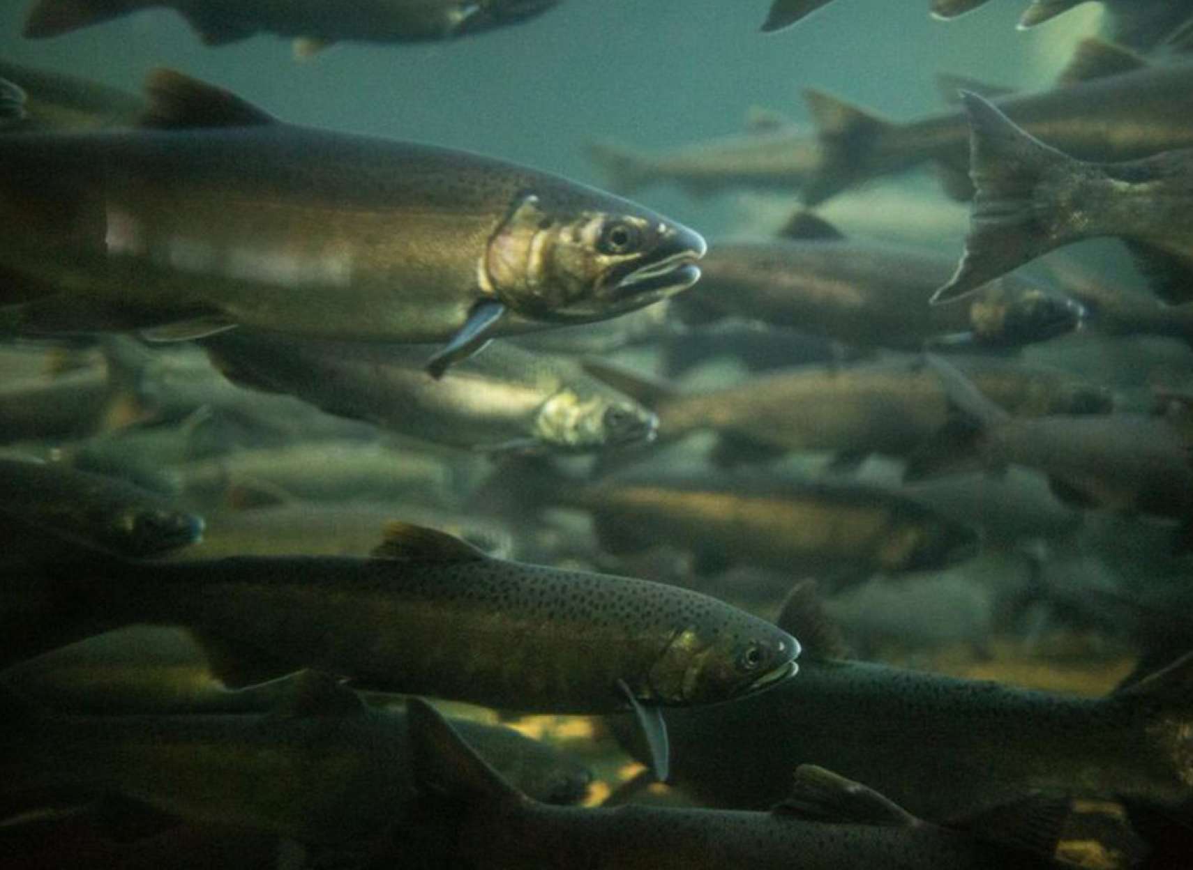 اخبار-کانادا-فاجعه-فقط-یک-هفتم-ماهی‌های-آزاد-برای-تخم‌ریزی-برگشتند