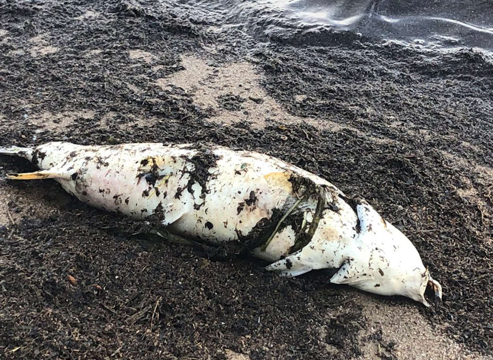 اخبار-کانادا-مرگ-مرموز-هزاران-ماهی-در-رودخانه-اتاوا