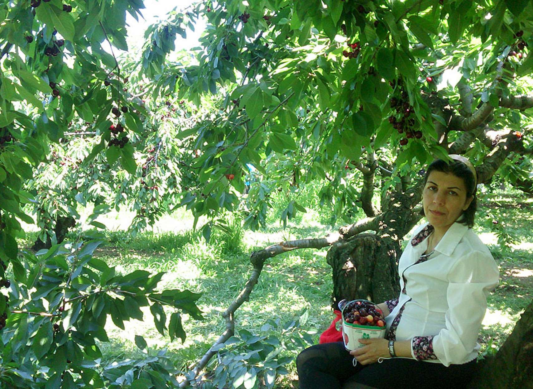 خانواده-بازدید-گردش-باغ-گیلاس-تورنتو-کانادا-چهارپایه-دسترسی-استراحت