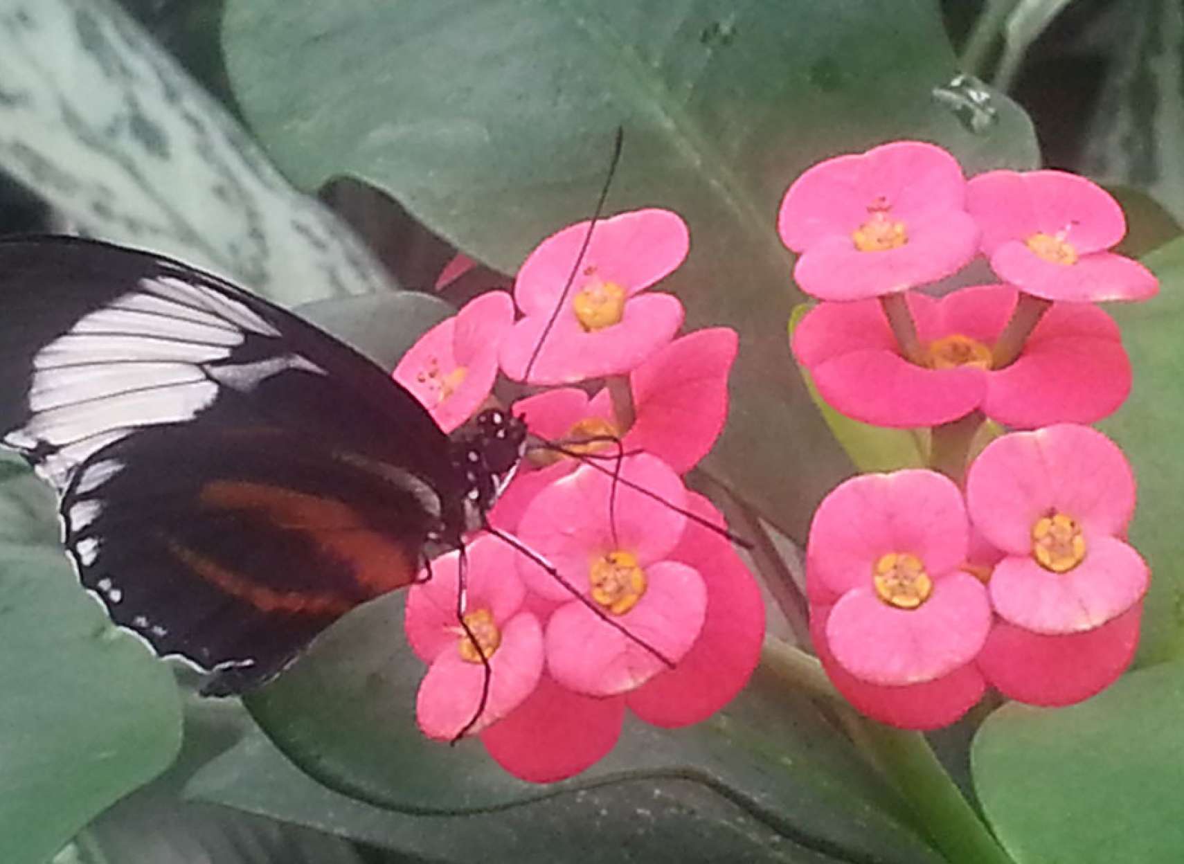 خانواده-گردش-بازدید-باغ-پروانه-نیاگارا-کانادا-تابلو-دست-نزدید-شانه-دست-نشستن