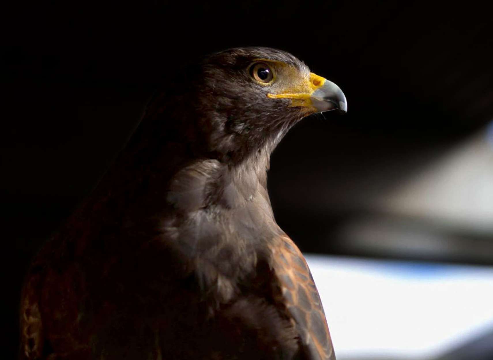 خبر-آمریکا-شهرداری-سانفرانسیسکو-عقاب-شاهین-هریس-پک-من-استخدام-می-کند