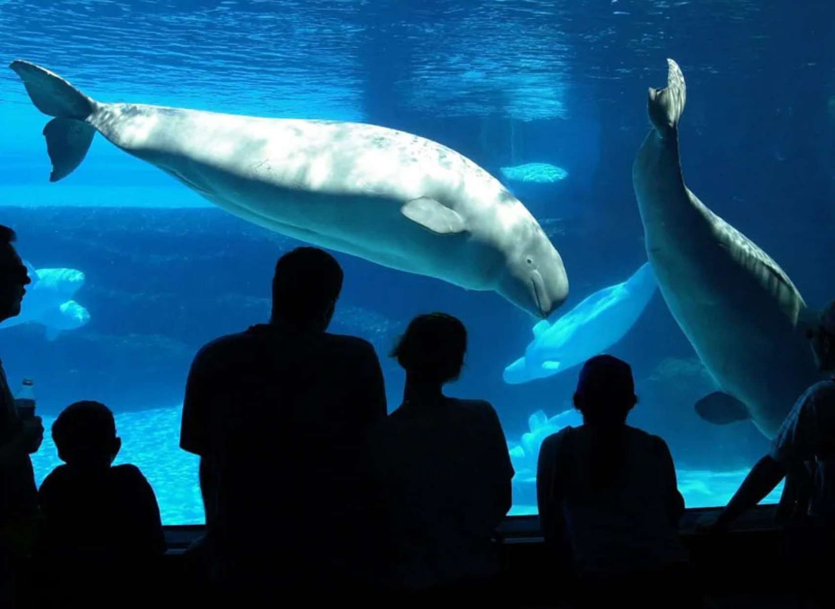 خبر-تورنتو-مارین-لند-بزرگ‌ترین-پارک-آبی-کانادا-در-نیاگارا-برای-فروش