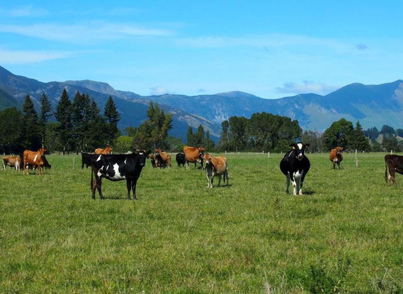 خبر-علمی-دانشمندان-نیوزلندی-برای-نجات-جهان-آروغ-گاوها-را-کاهش-می-دهند