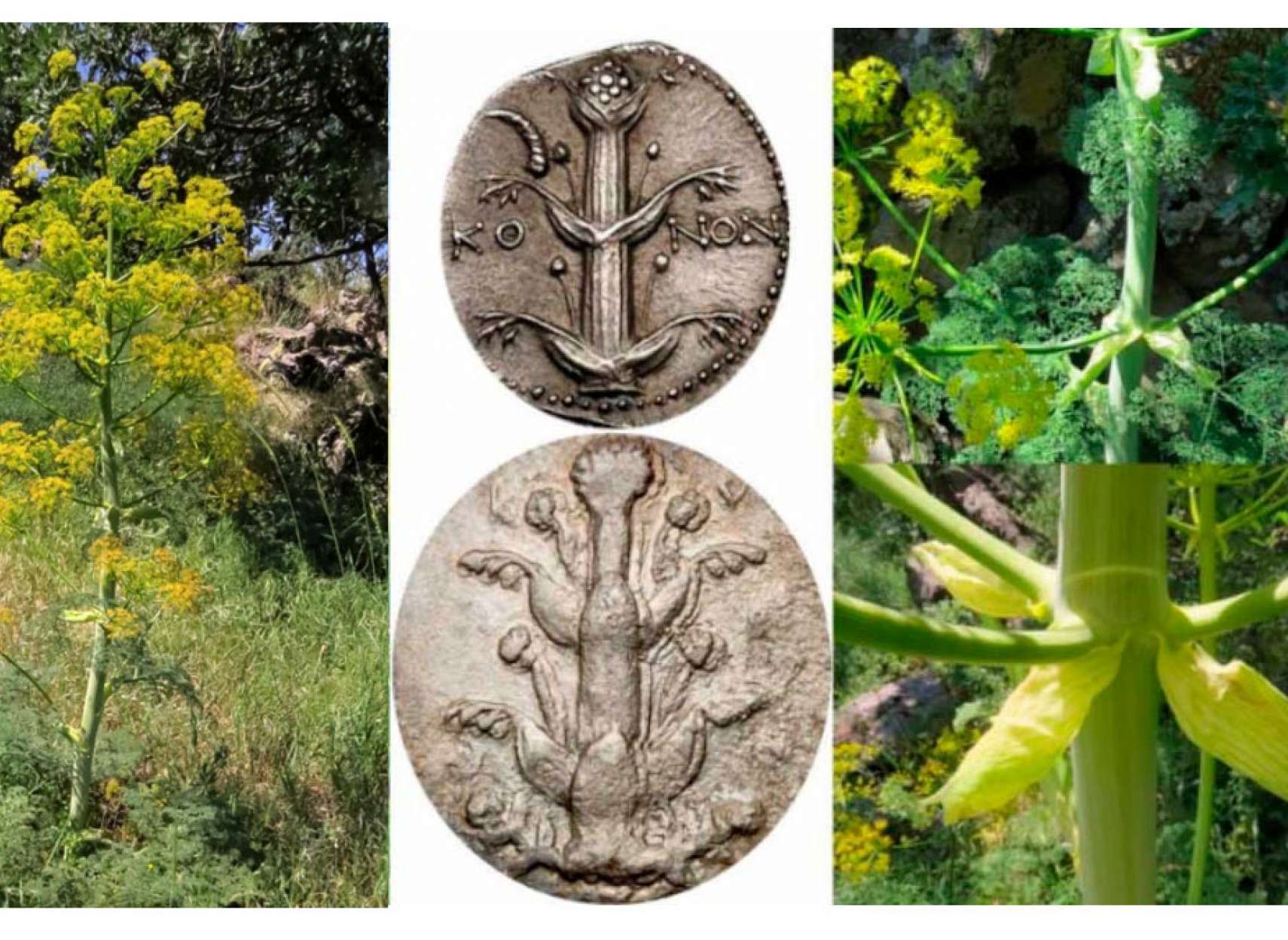 خبر-علمی-گیاه-معجزه-گر-شفادهنده-پس-از-۲۰۰۰-سال-انقراض-دوباره-در-ترکیه-کشف-شد