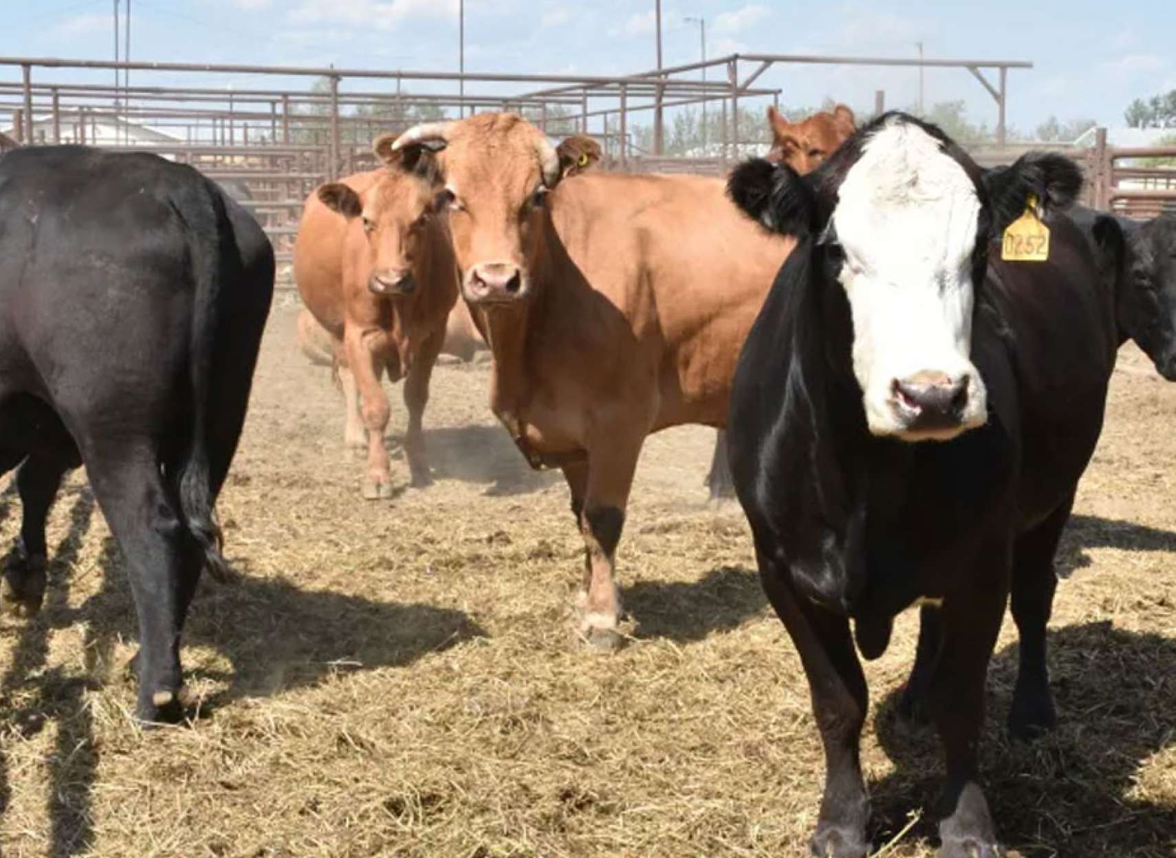 خبر-کانادا-قتل-عام-و-فروش-گاوها-در-استان-های-مرکزی-کانادا