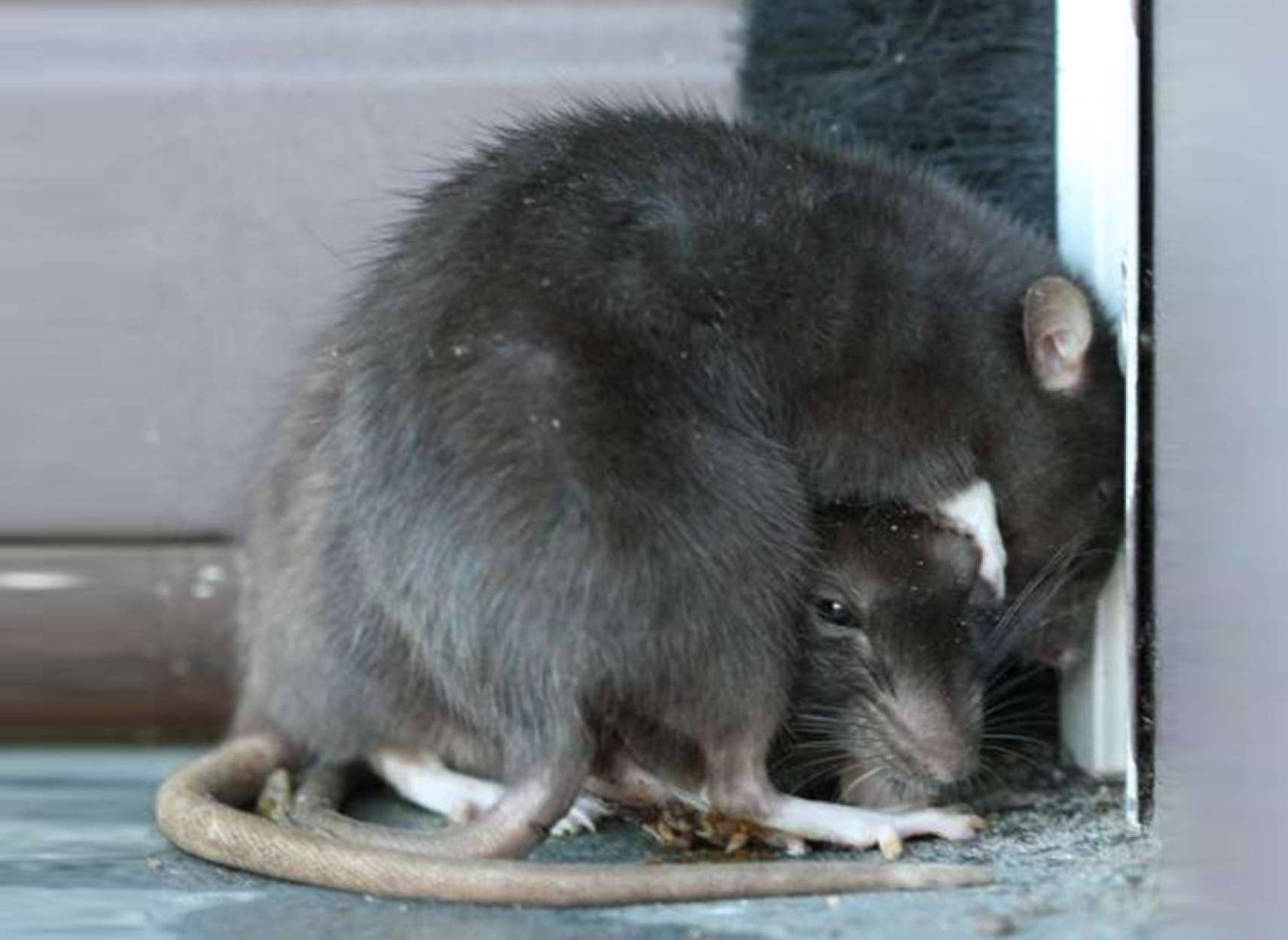 میهمانی-موش‌ها-در-محله‌های-تورنتو-تورنتو-اخبار