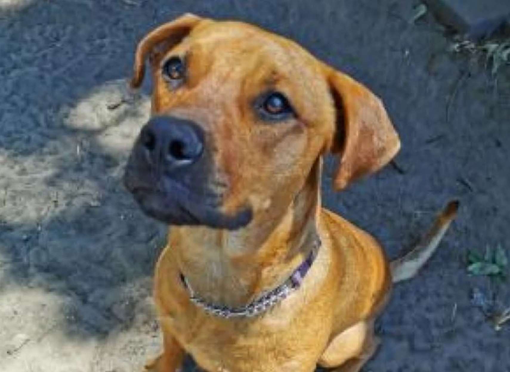 مراقب-کلاهبرداران-فروش-حیوانات-خانگی-باشید-چرا-علاقه-مردم-به-حیوانات- خانگی-در-دوران-کرونا-زیاد-شده-است