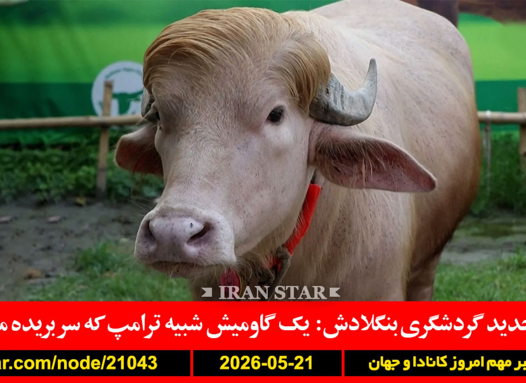 گاومیش-شبیه-ترامپ-بنگلادش-اسرائیل-غزه-اخراج-کوبا-حمله-تایوان-گفتگو