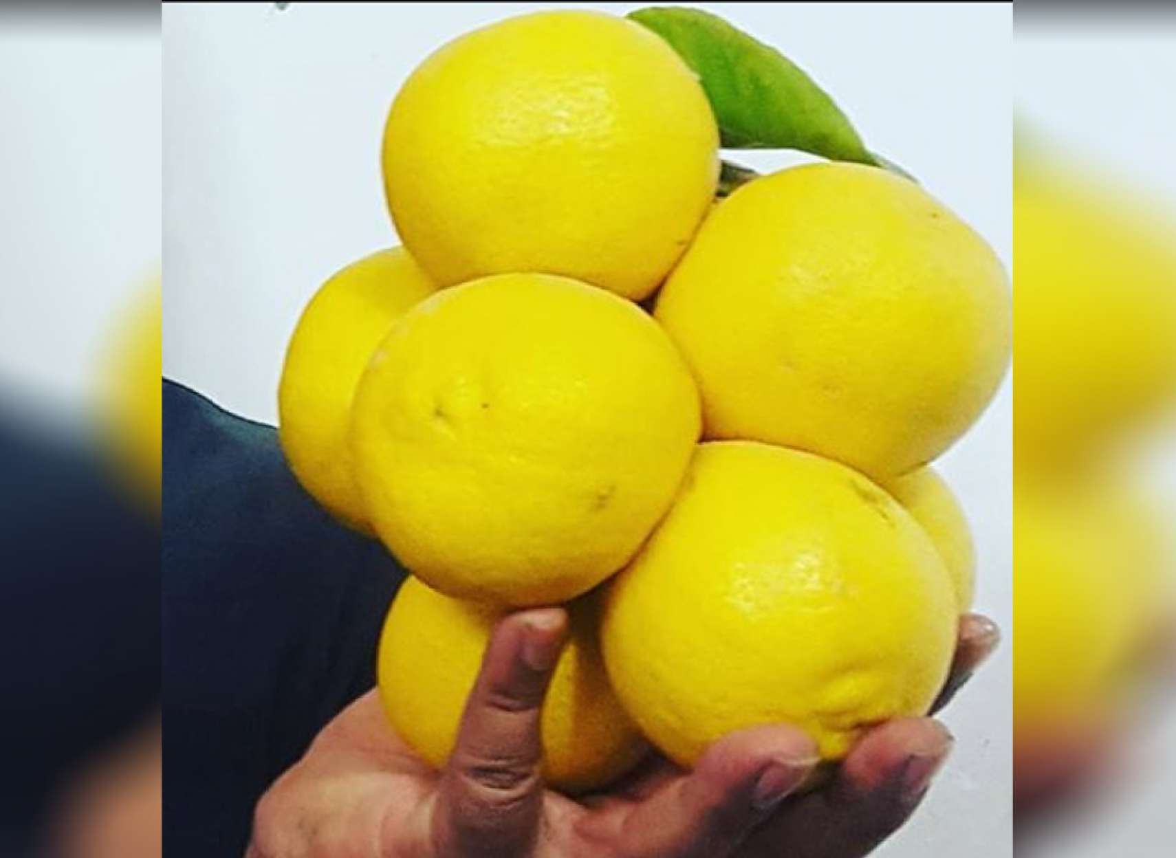 culture-views-khalili-limo