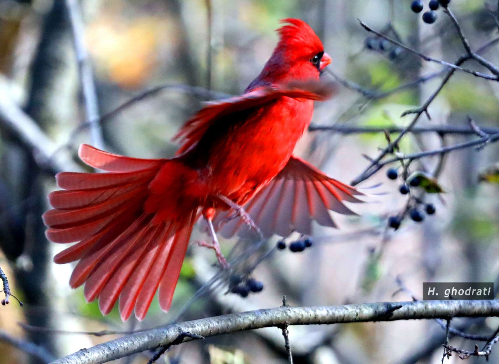ghodrati-photo-Cardinal-touch-down