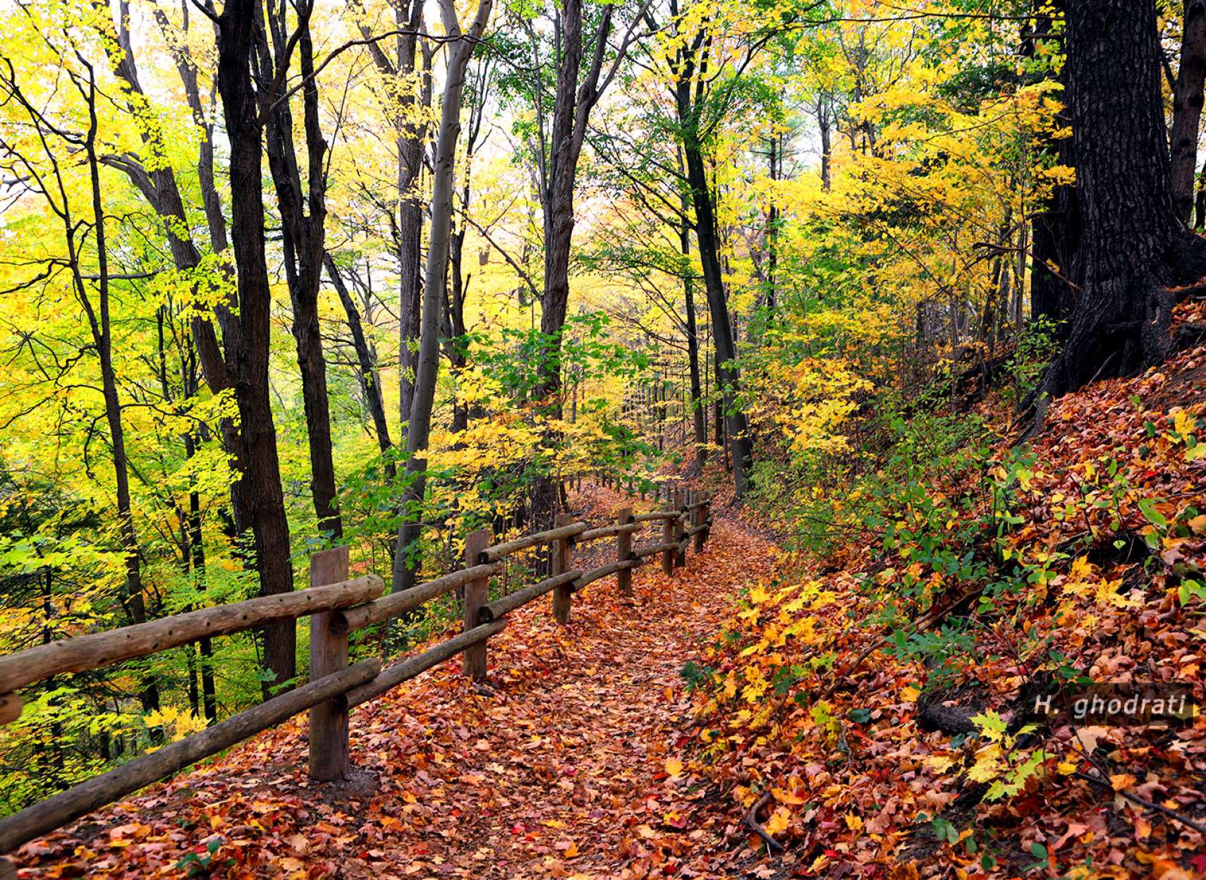 فرش‌برگی بر گذرگاه