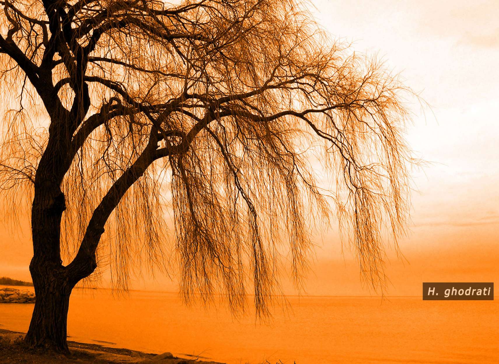 انتظار بید مشک