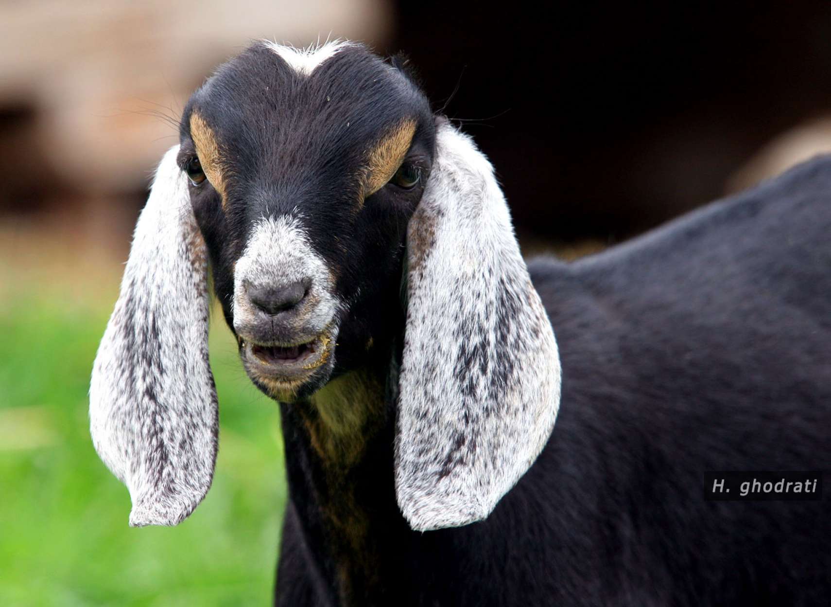 سپید گوش و بینی