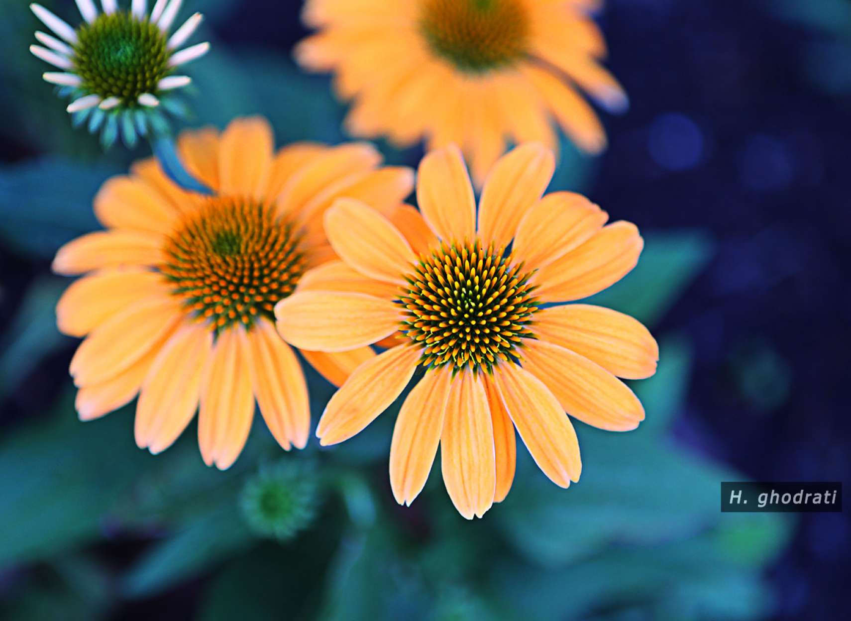 نارنجی آرام