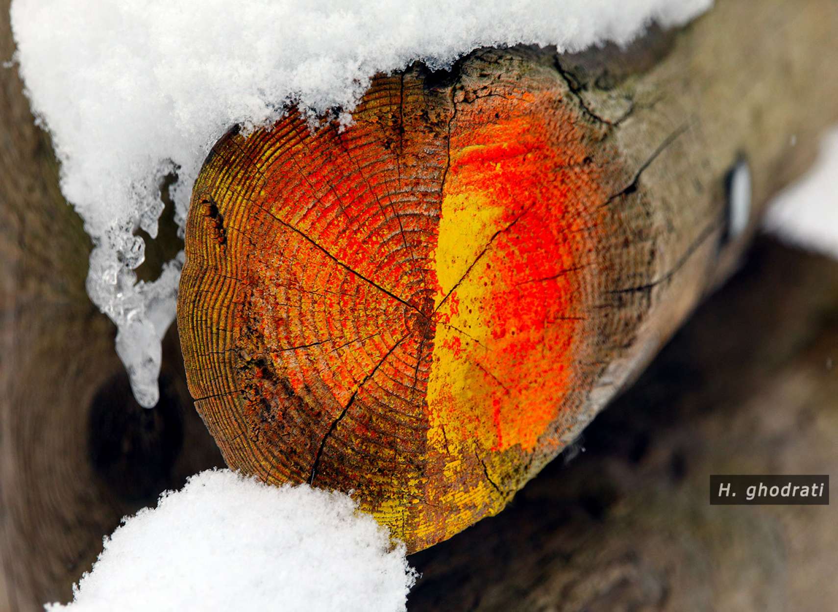 زنده قلب زیر برف