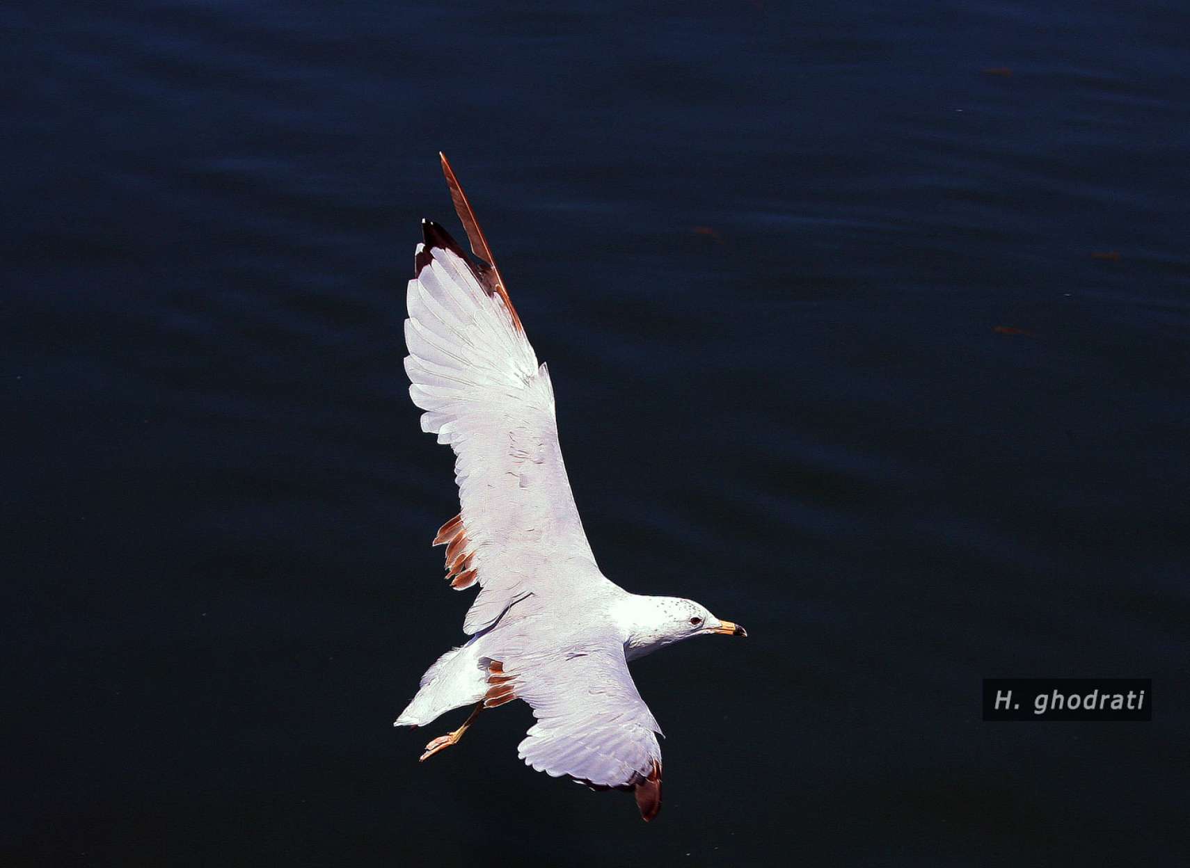 ویراژ آلباتروس