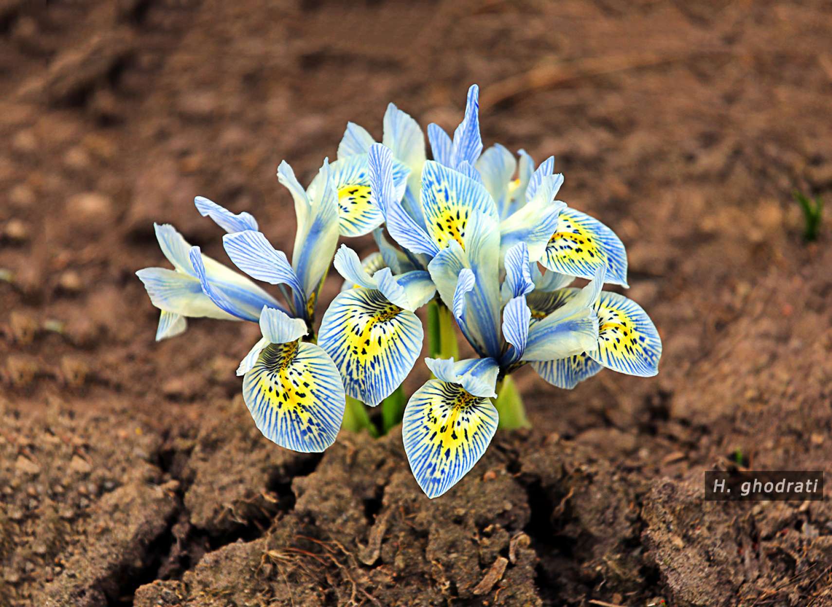 زیبا از میان شکاف