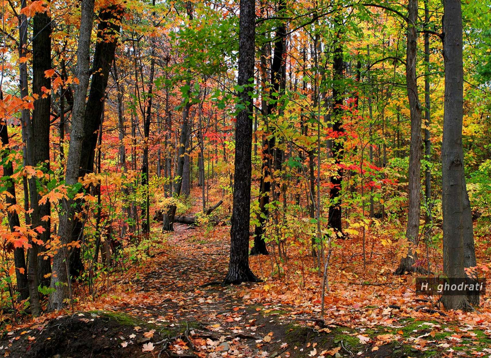 جنگلی زیباتر از خیال