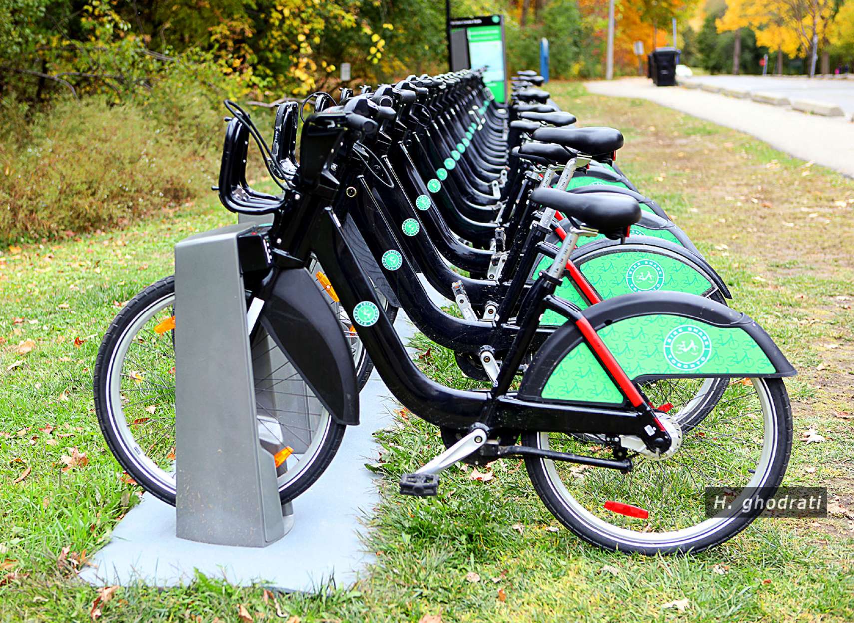 سبز در سبزی