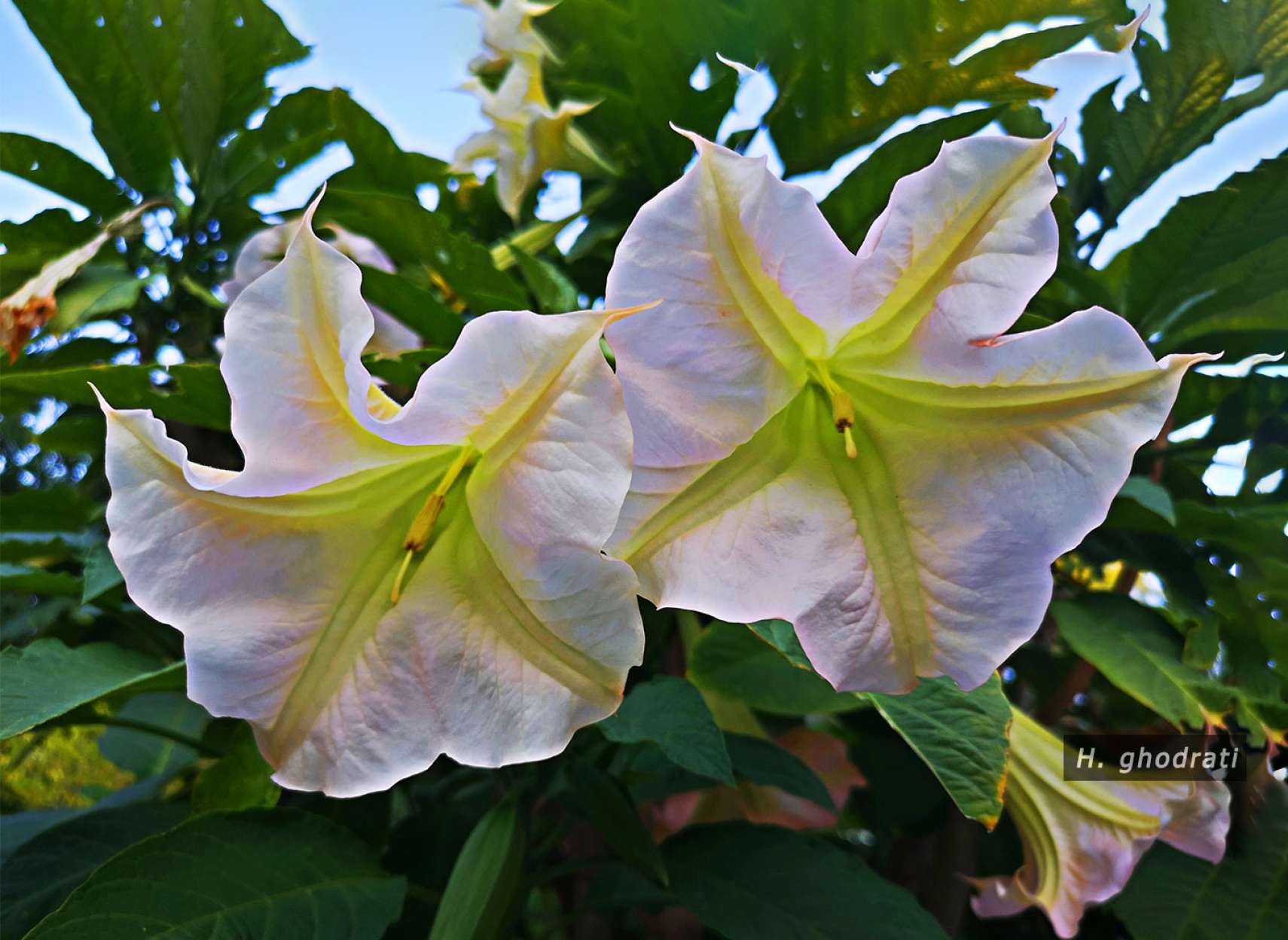 گل ستاره‌های سفید سبز