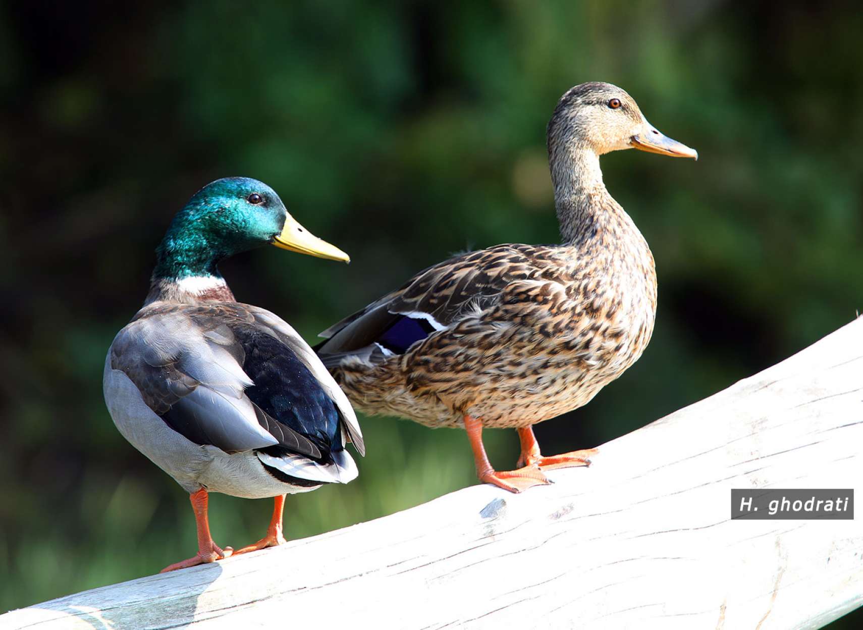 جناب خانم و آقا