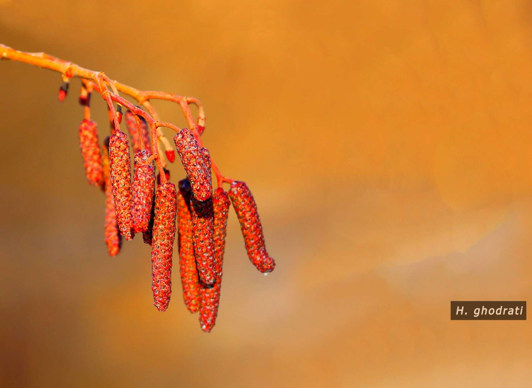 میوه‌های نارنجی