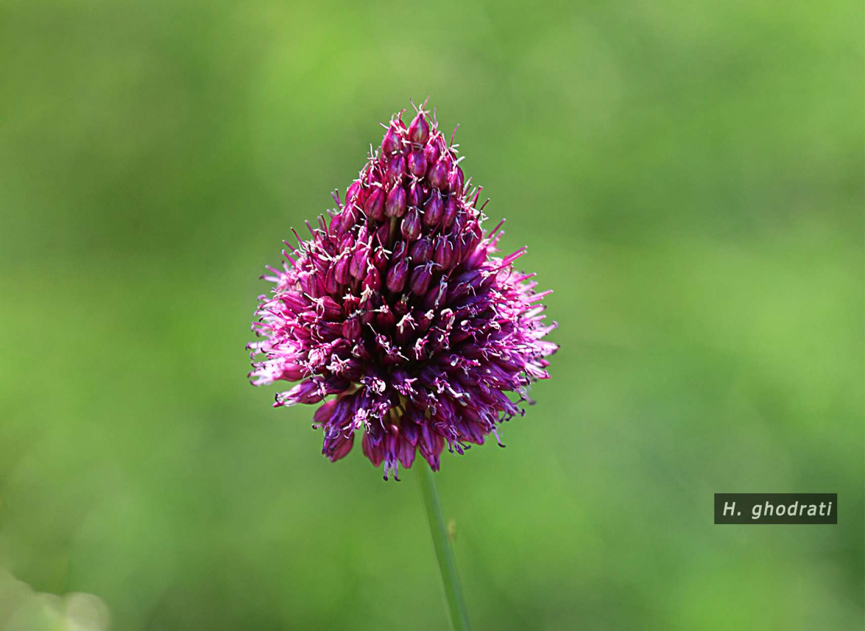 گل هرمی شکل