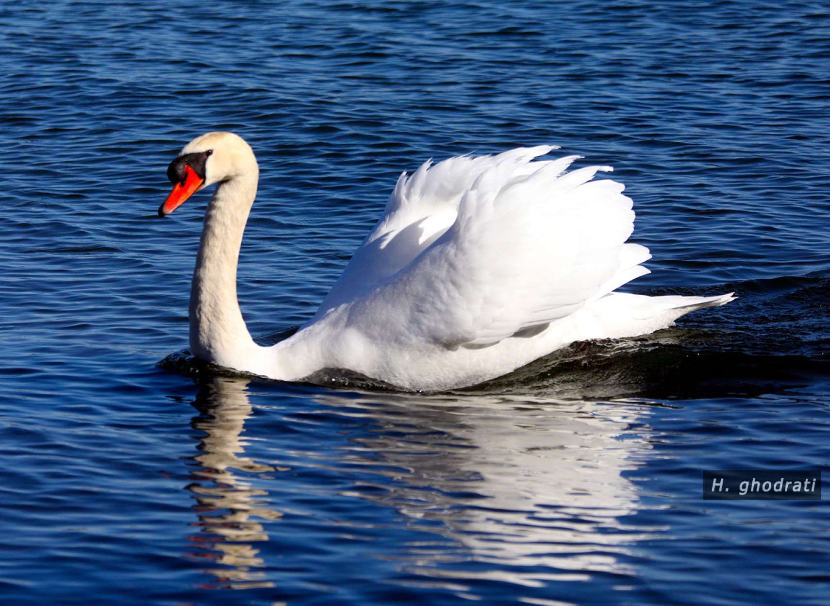 سپیدی نشسته بر لب آب