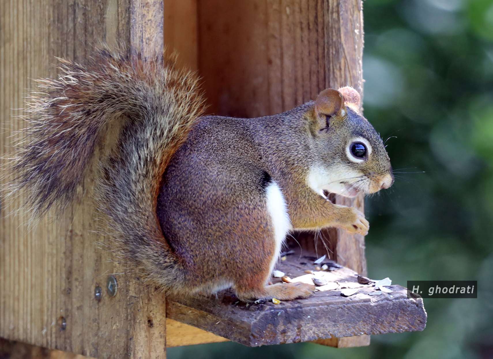 سنجابک گرسنه