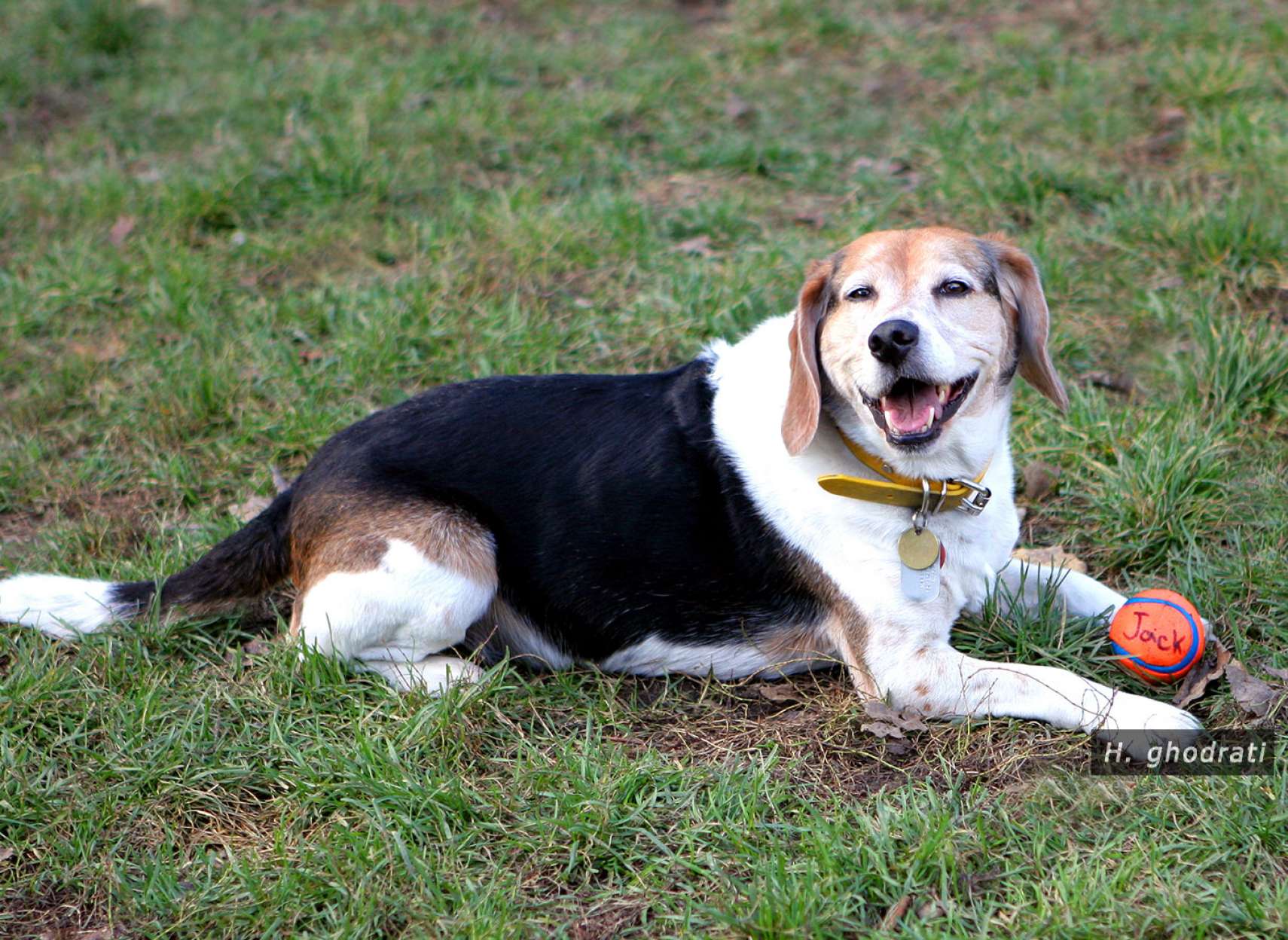 جک هستم از تورنتو