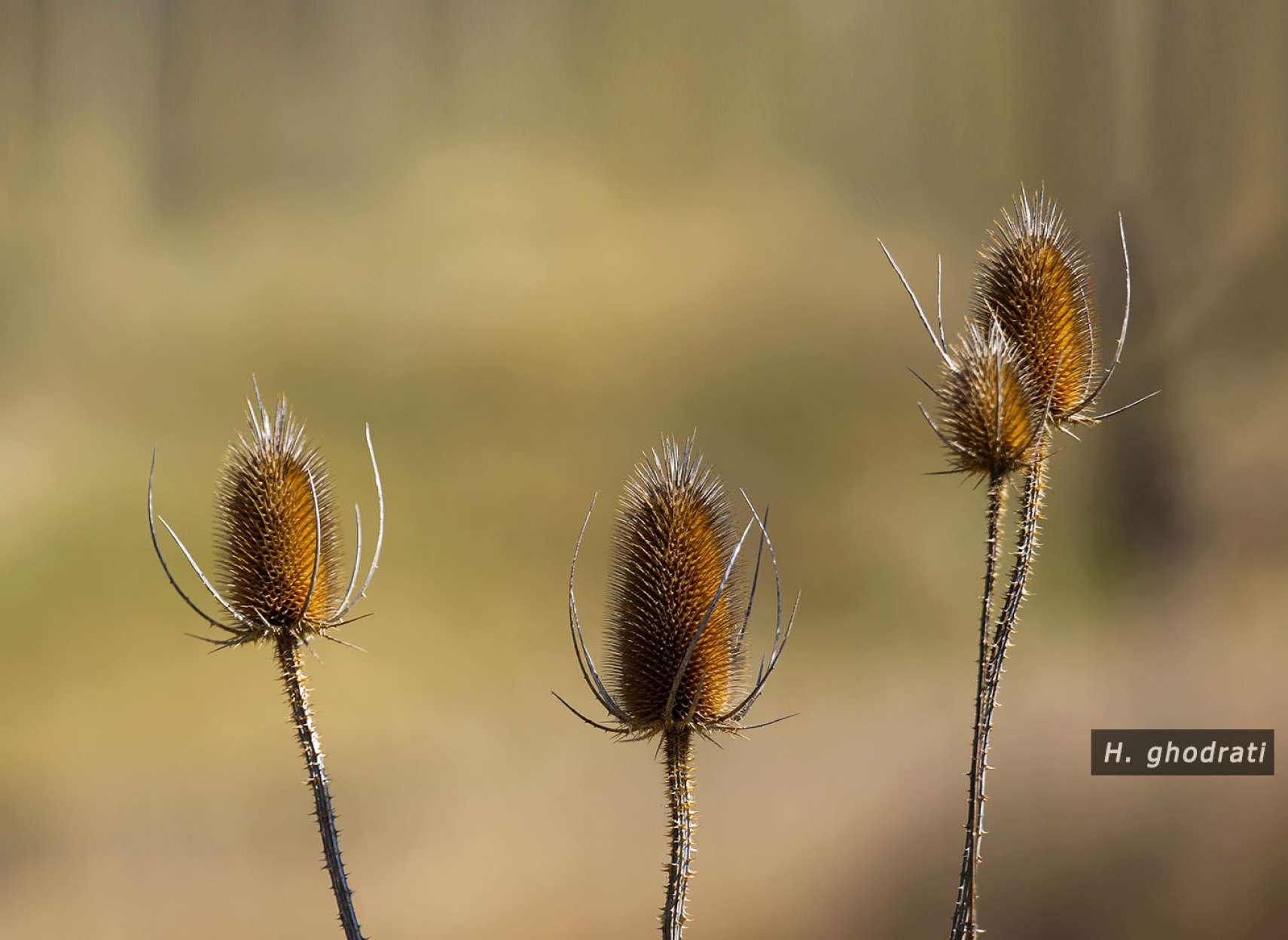 گُل زمستانی