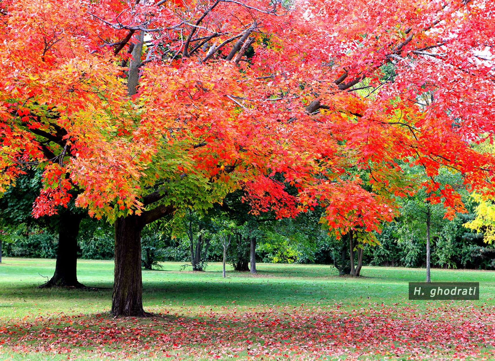 یادی از پاییز