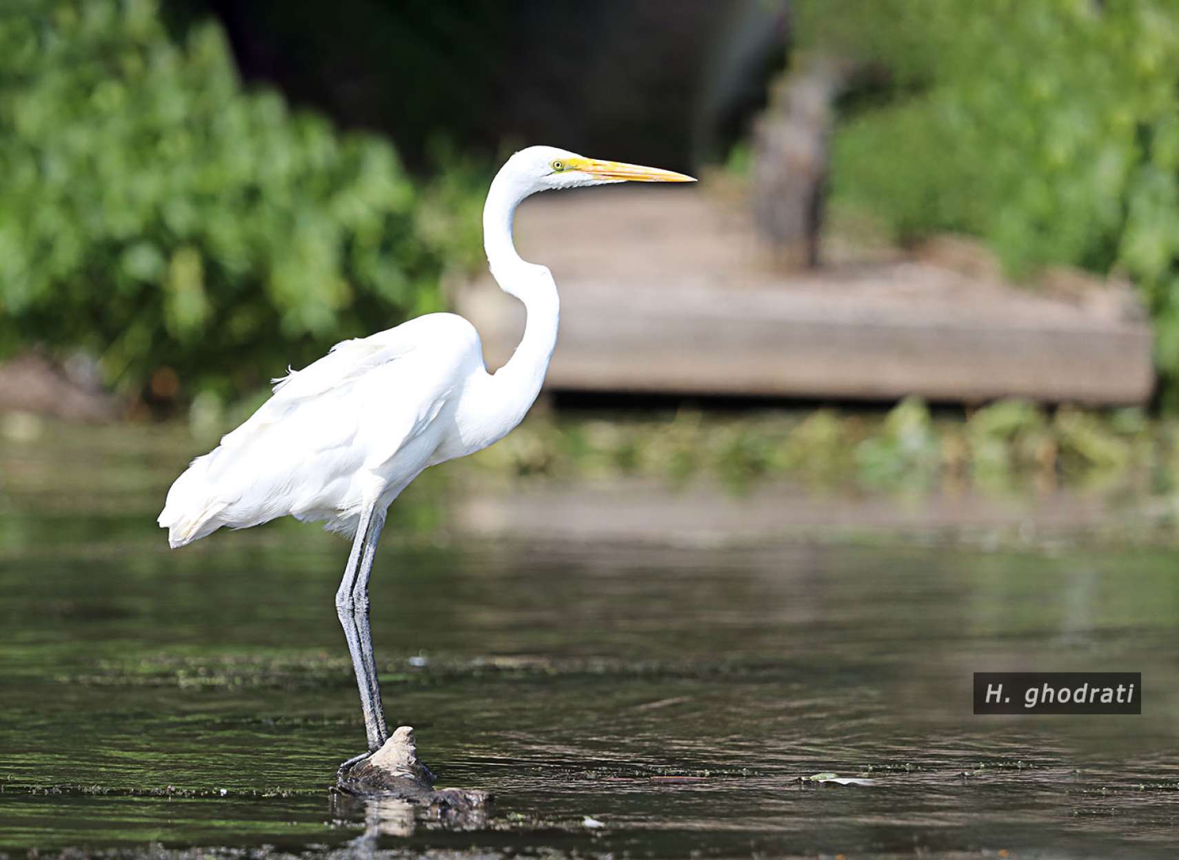 در کمین ایستاده