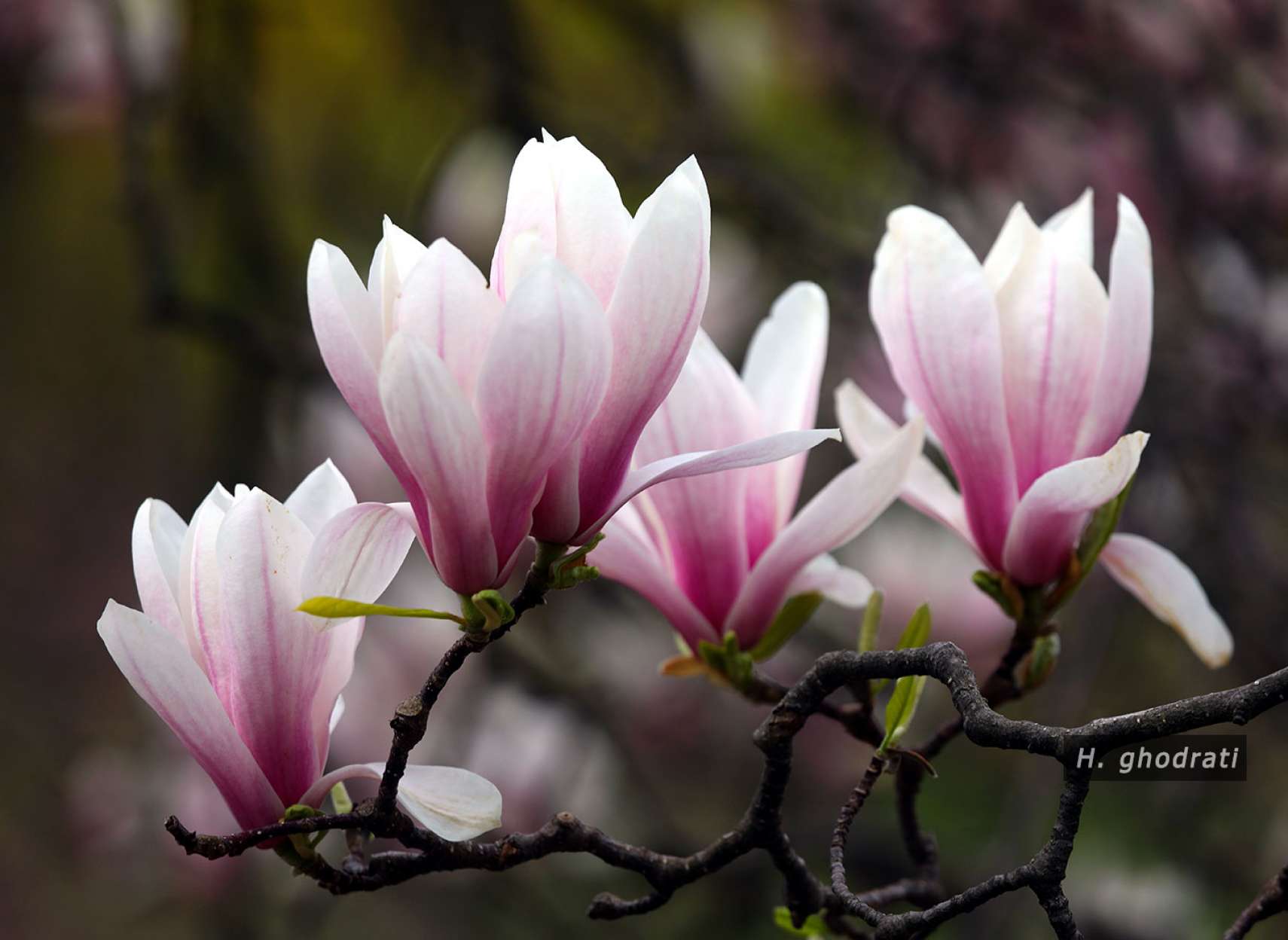 گل‌های زیبا