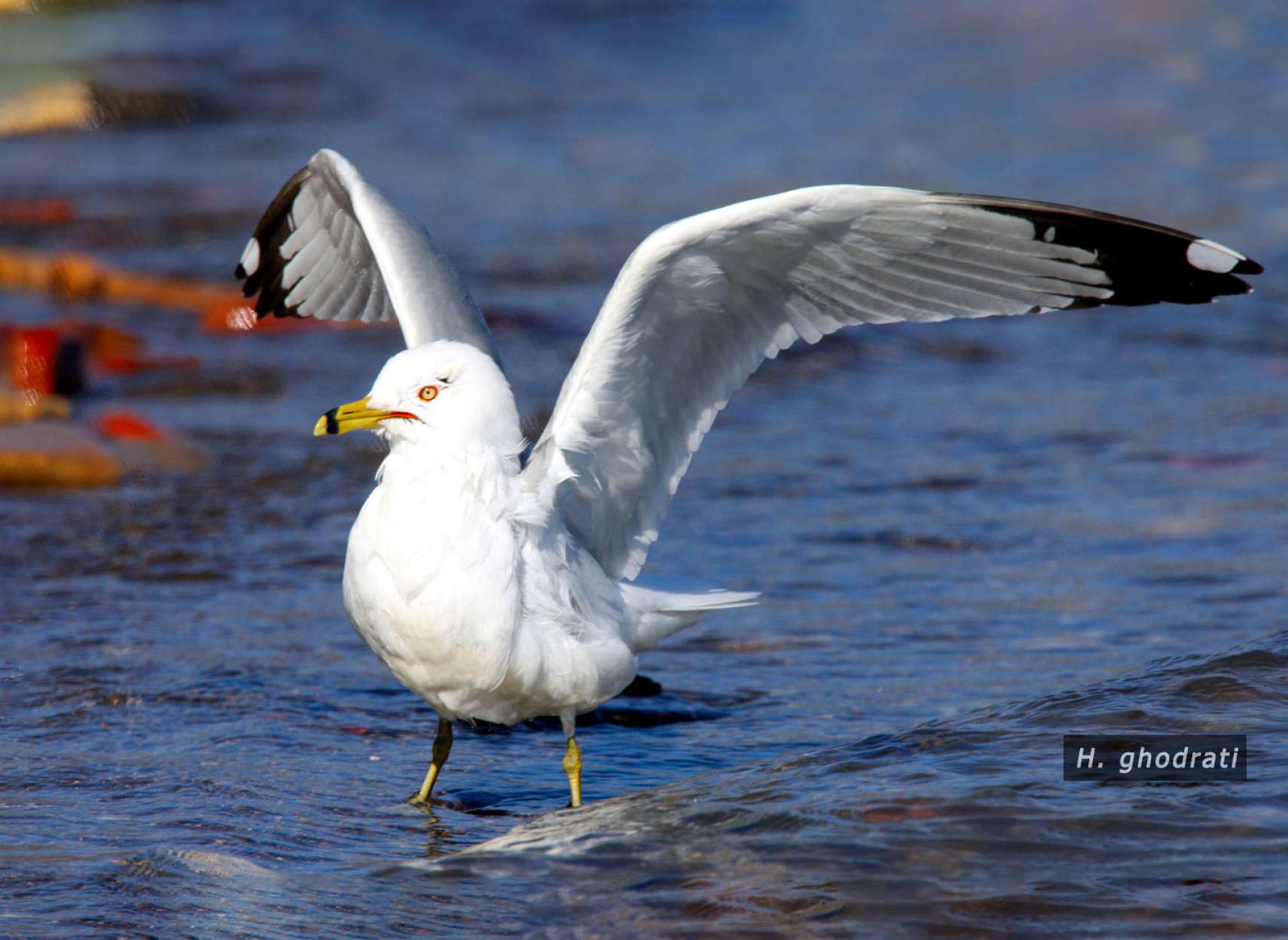 پیش از پرواز