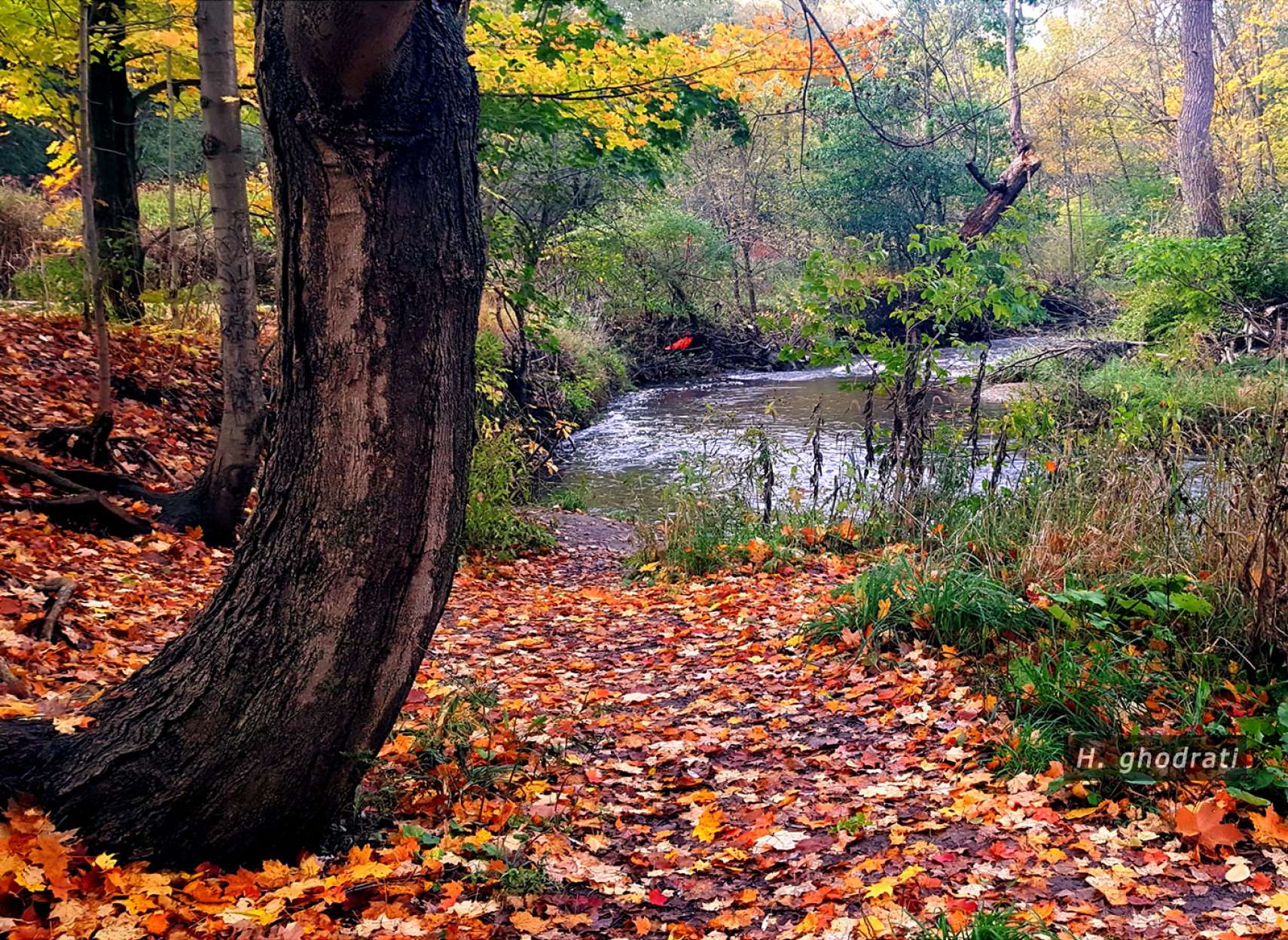 کج درخت، پائیز و نهر